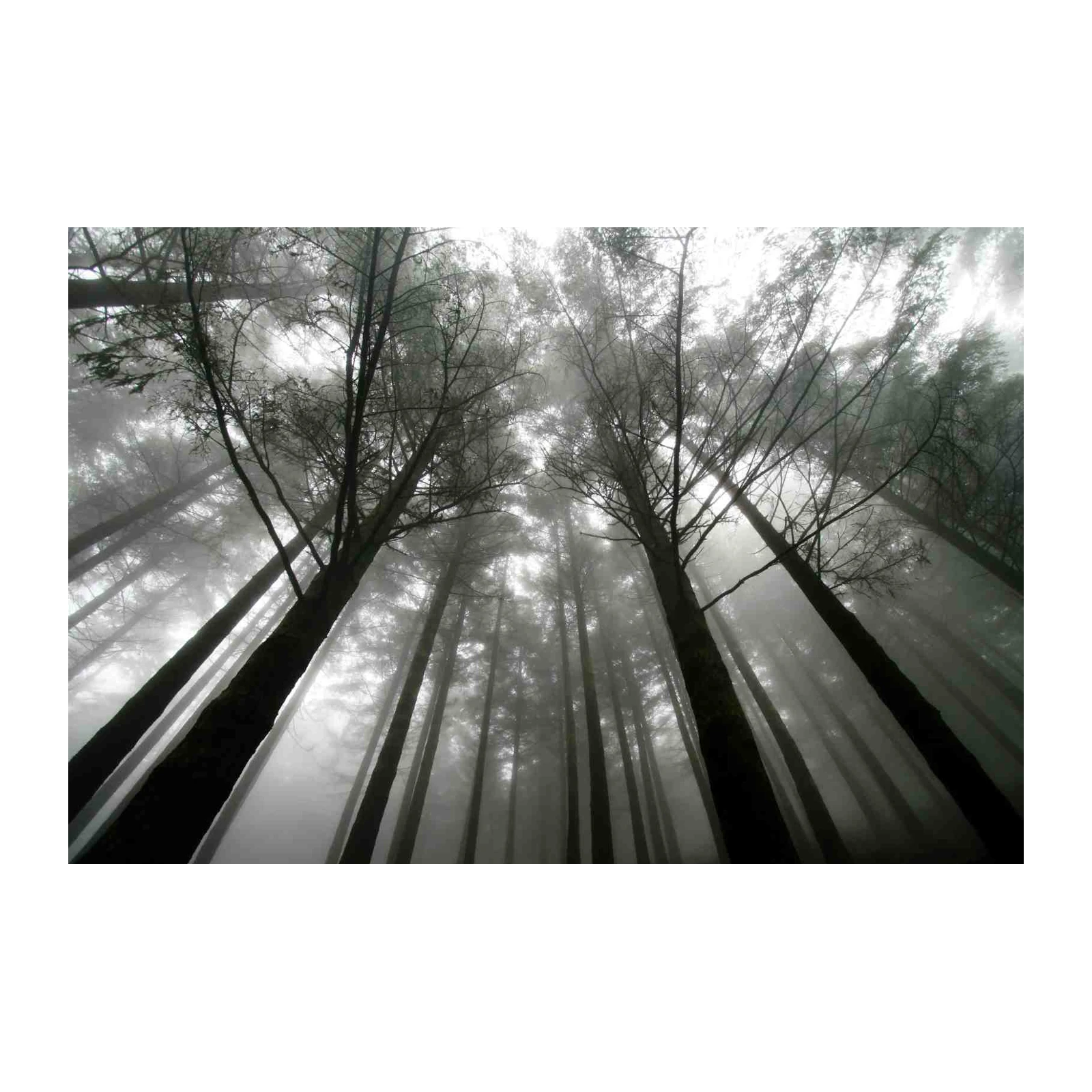 Misty Forest Serenity Wall Art