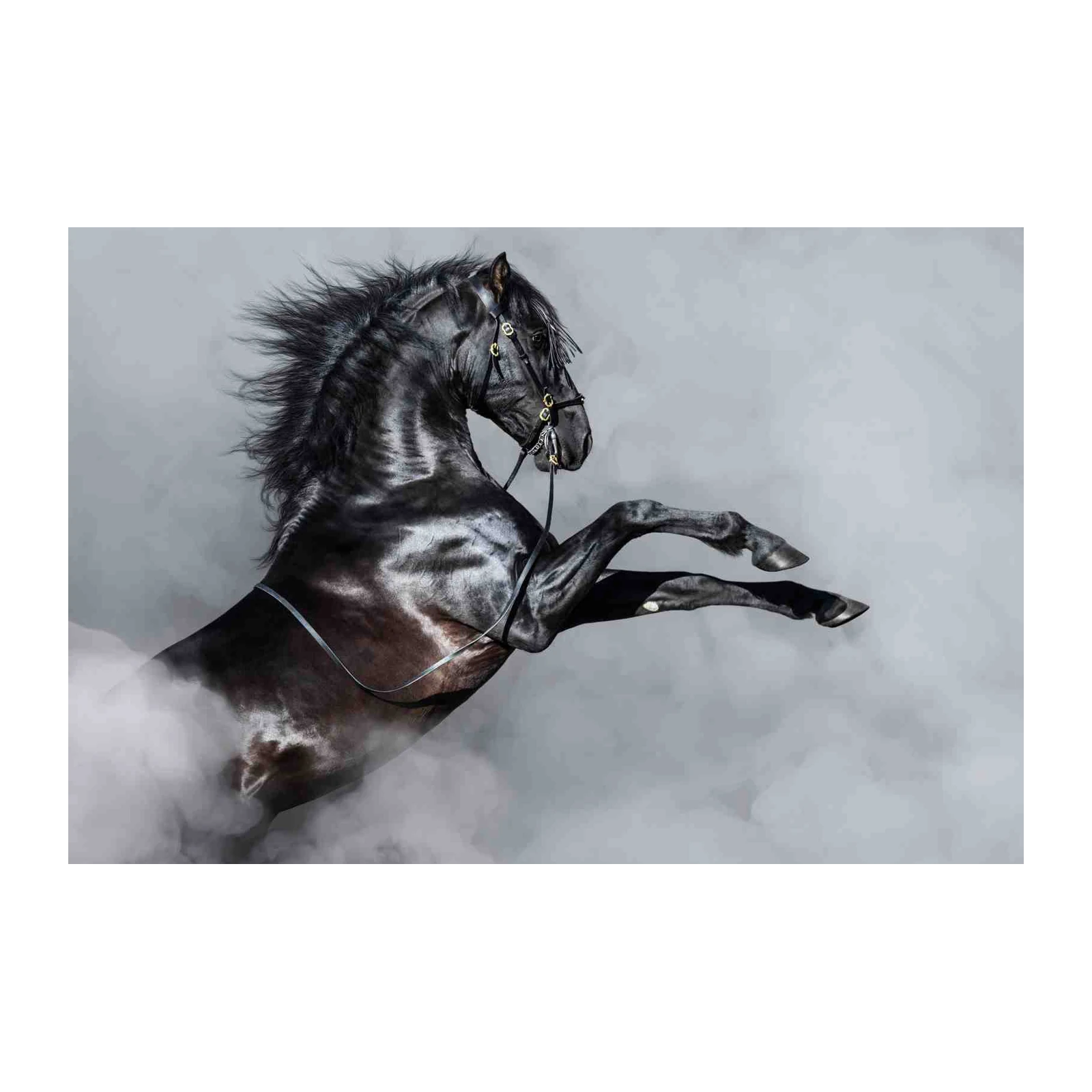 Majestic Black Stallion Rearing Horse Wall Art