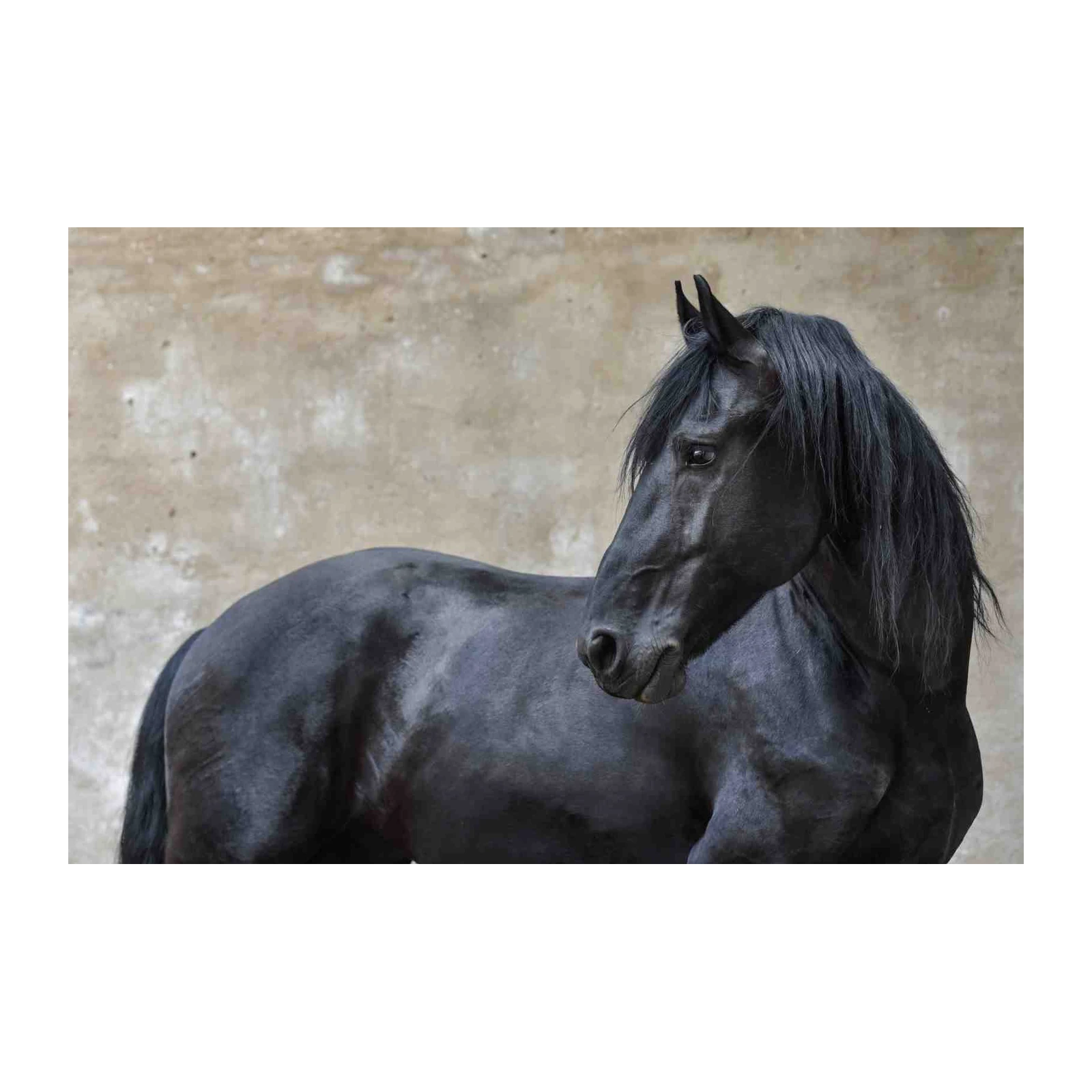 Majestic Black Horse Portrait Wall Art