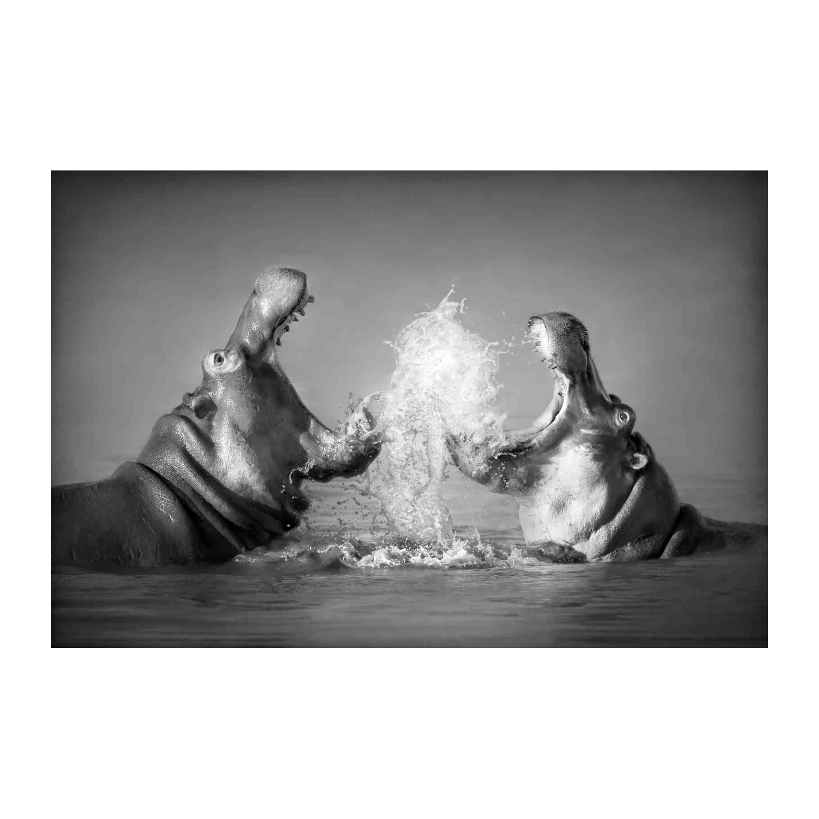 Dramatic Hippo Battle Black & White Wall Art