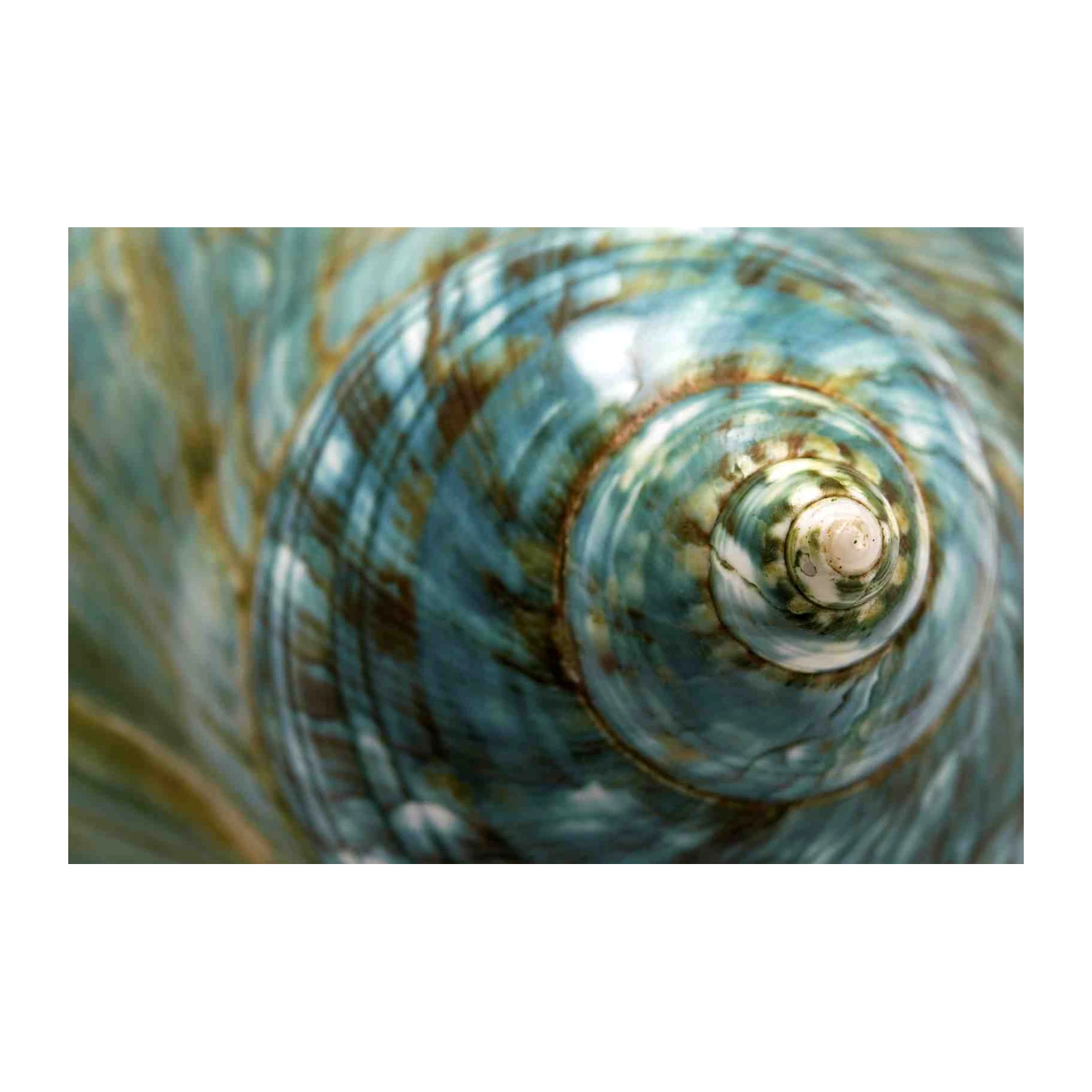 Turquoise Seashell Spiral Wall Art