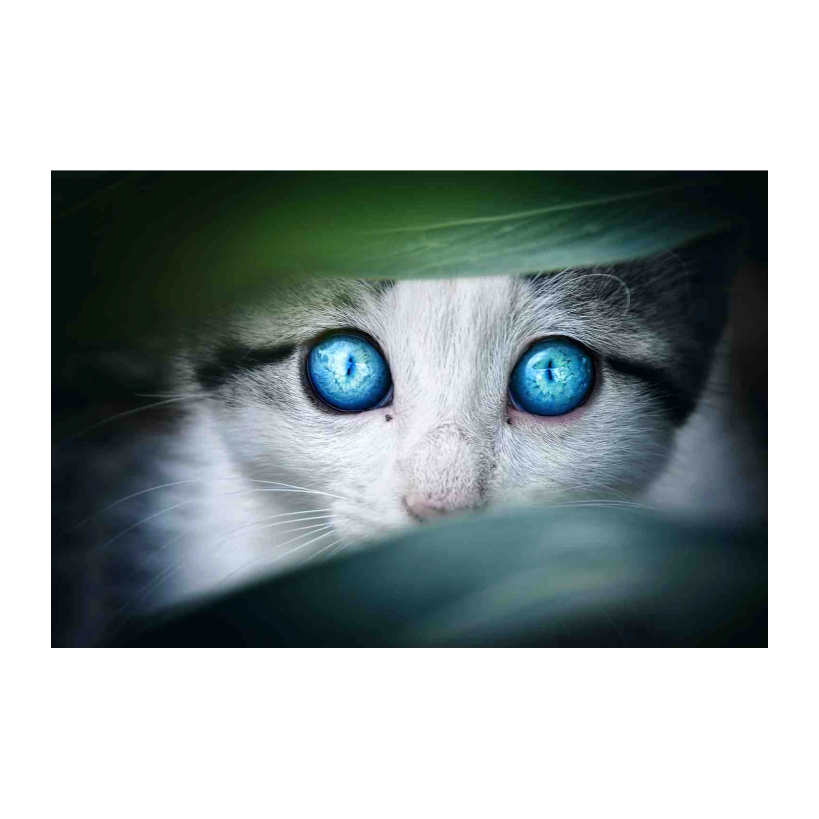 Mesmerizing Blue Eyes Cat Wall Art Art