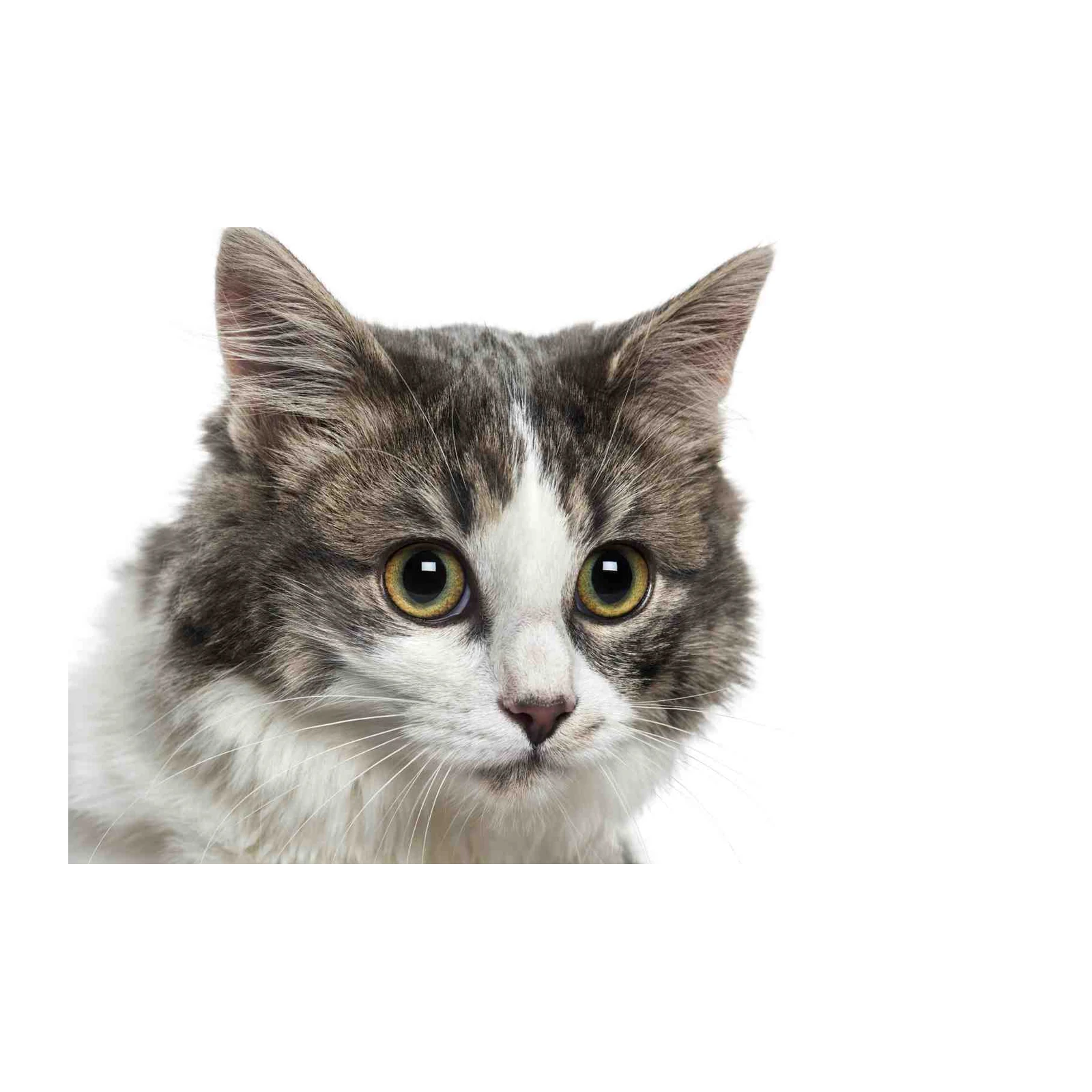 Captivating Cat Portrait Wall Art