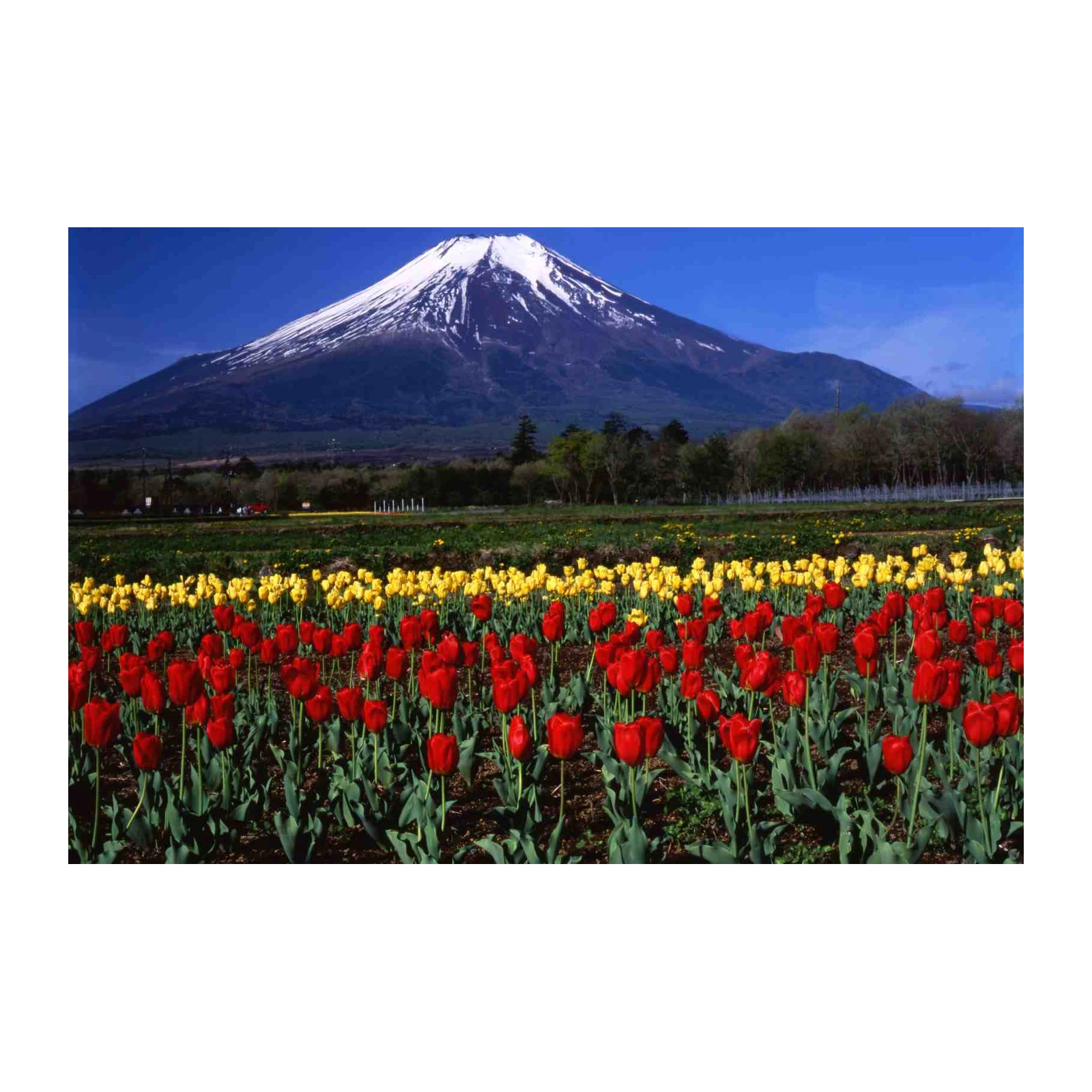 Mount Fuji Tulip Field Wall Art