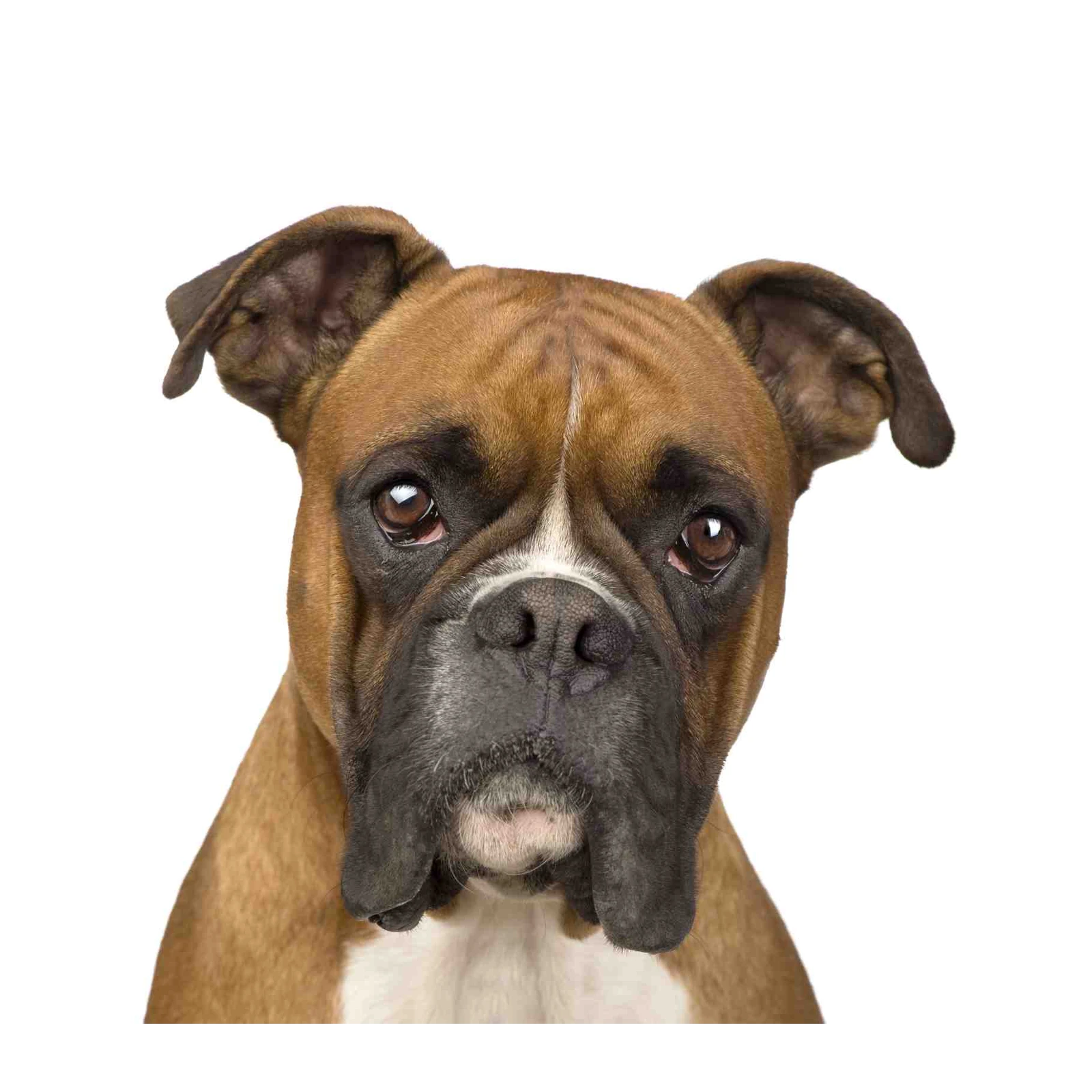 Charming Boxer Dog Portrait Wall Art