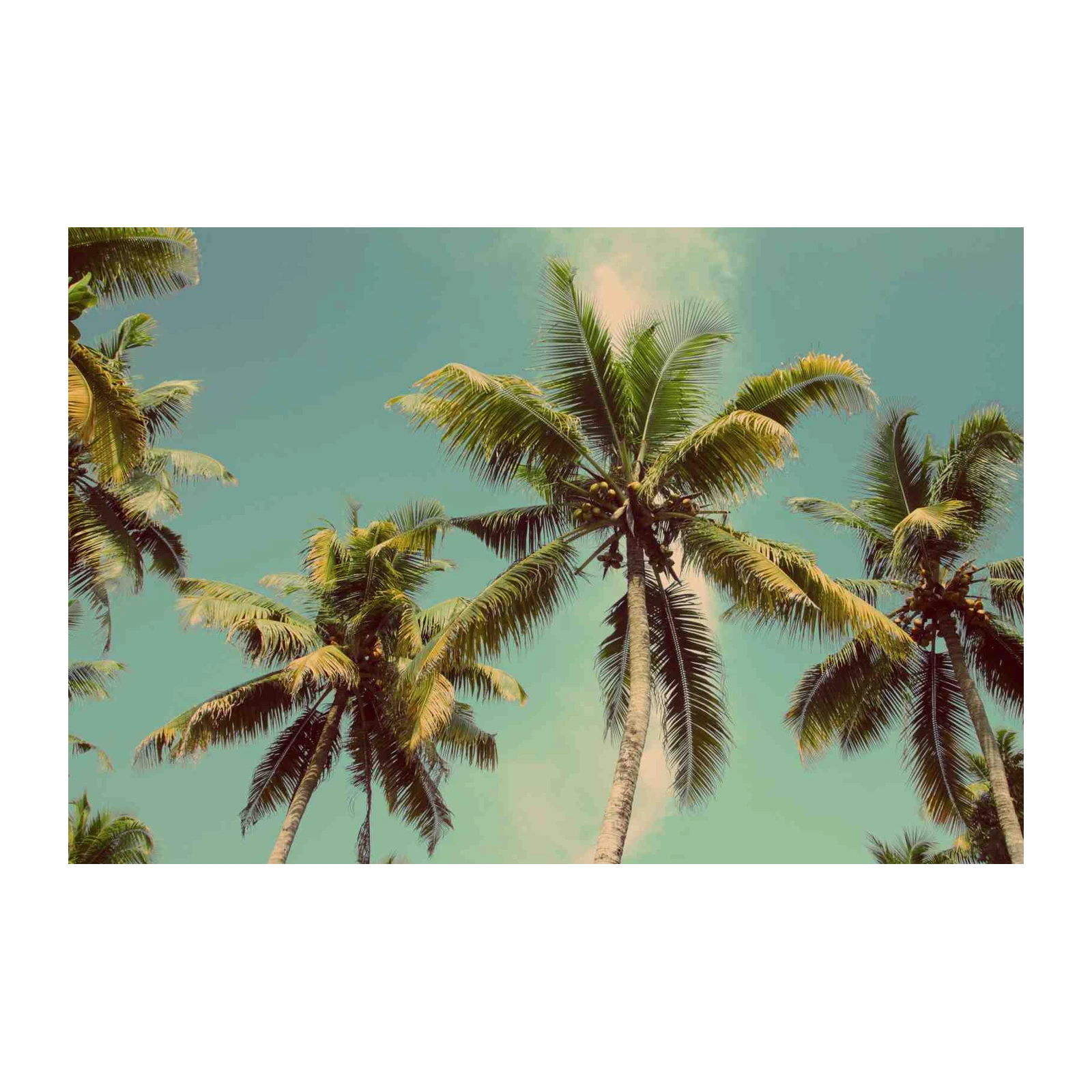 Serene Tropical Palm Trees Wall Art