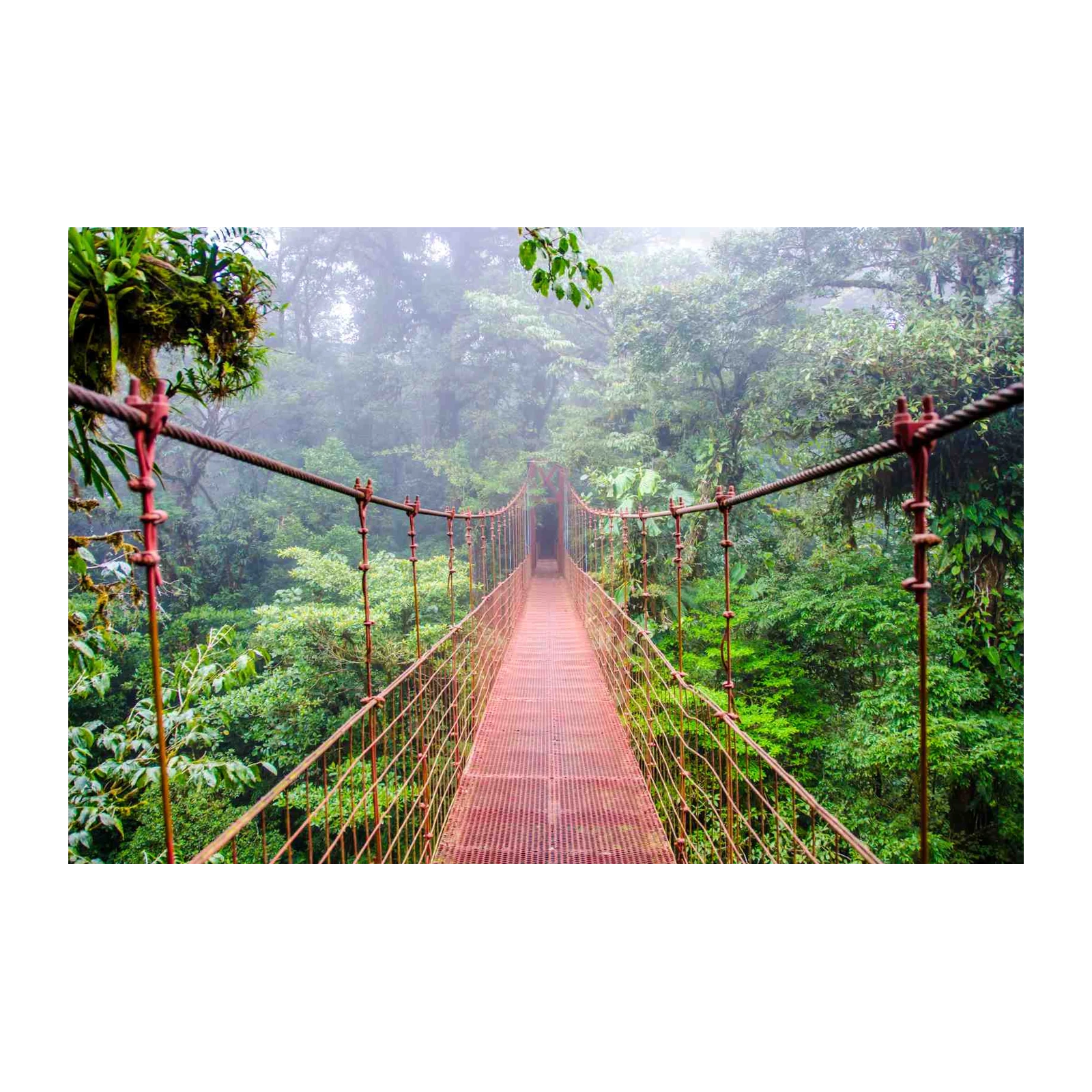 Misty Rainforest Hanging Bridge Wall Art