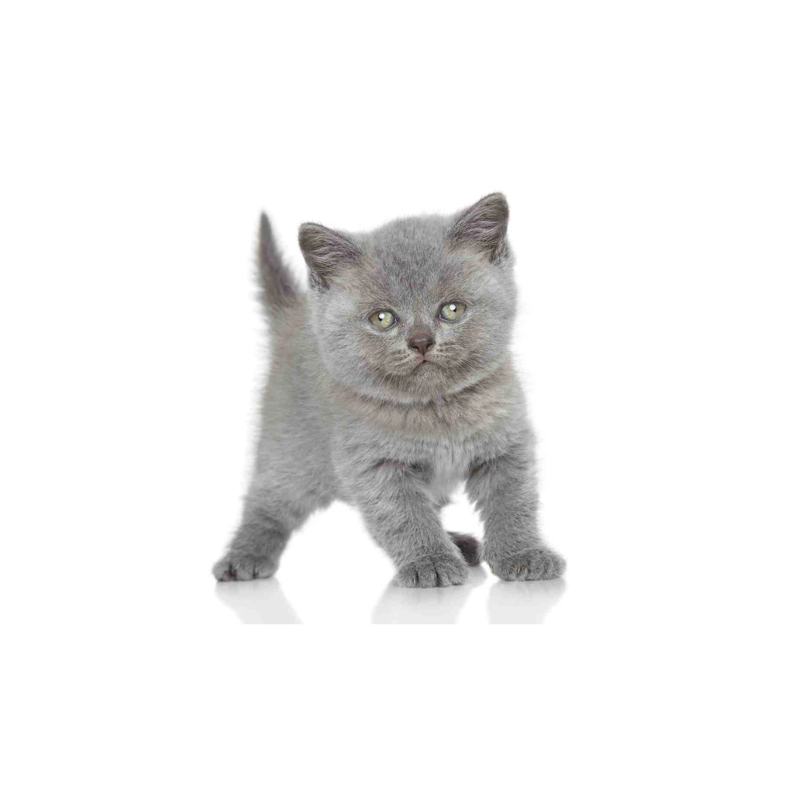 Adorable Grey Kitten Wall Art