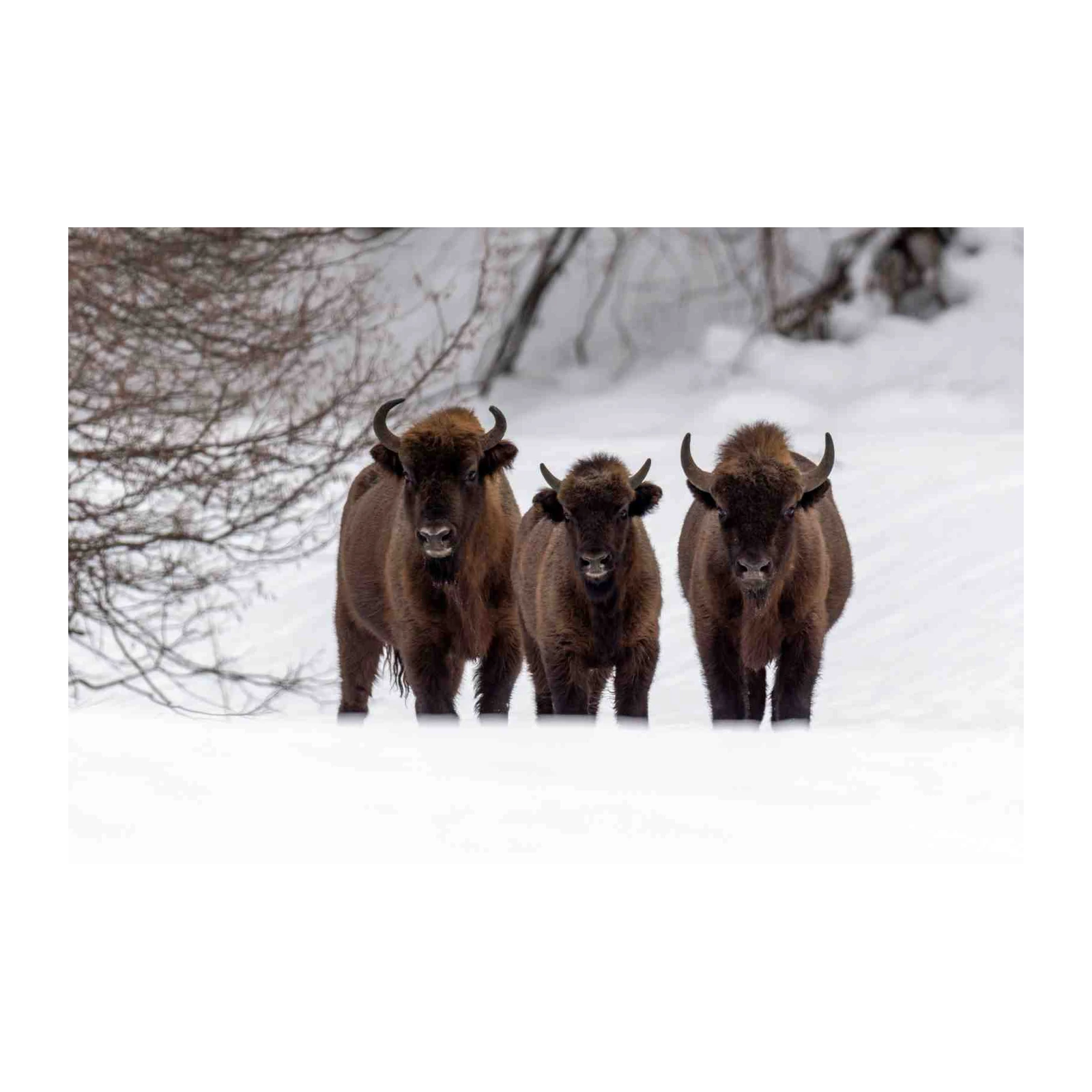 Majestic Bison Herd Snowy Landscape Wall Art