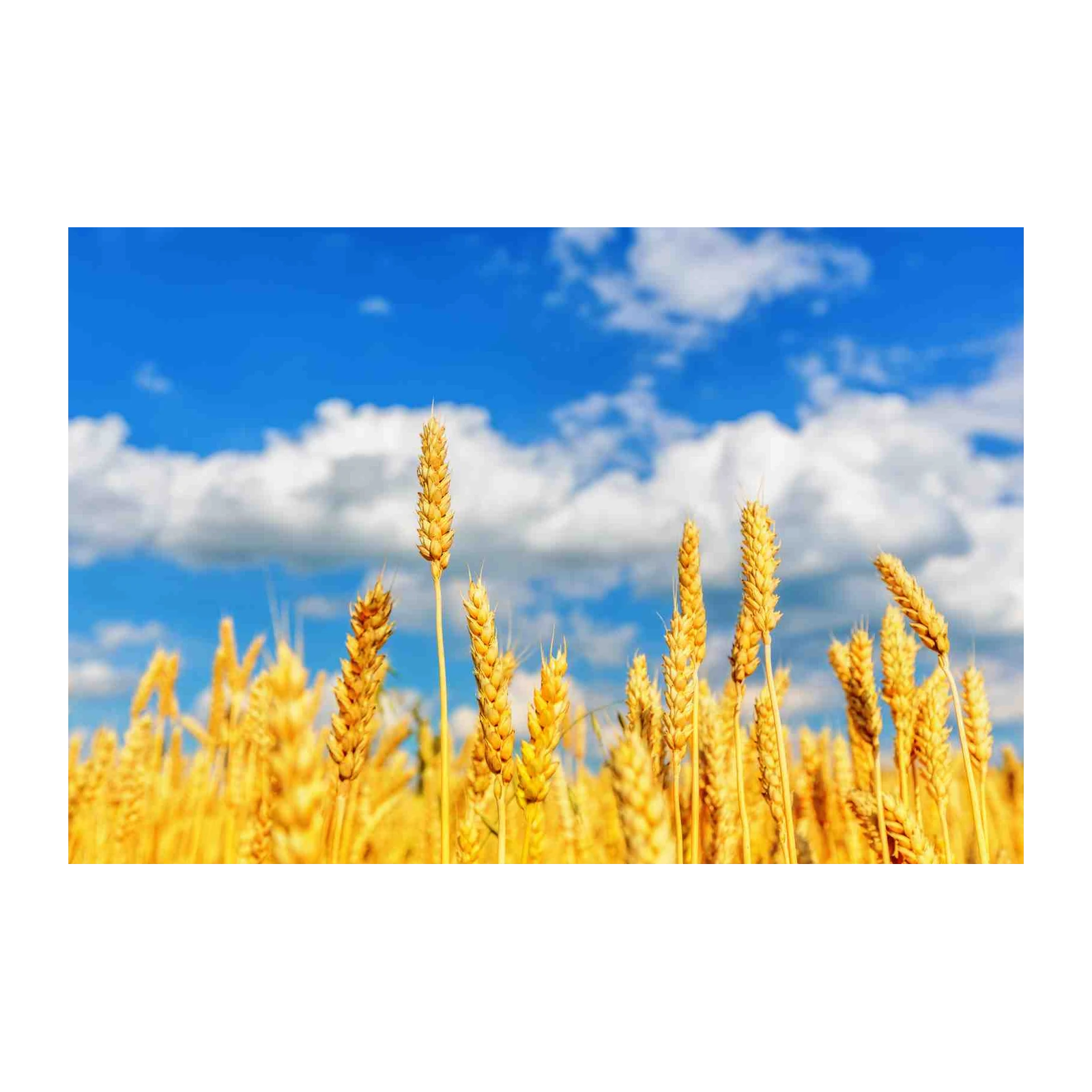 Golden Wheat Field Sky Wall Art