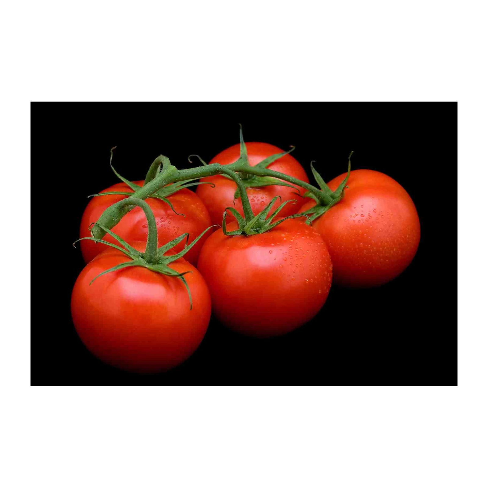 Vibrant Vine Tomatoes Art Wall Art