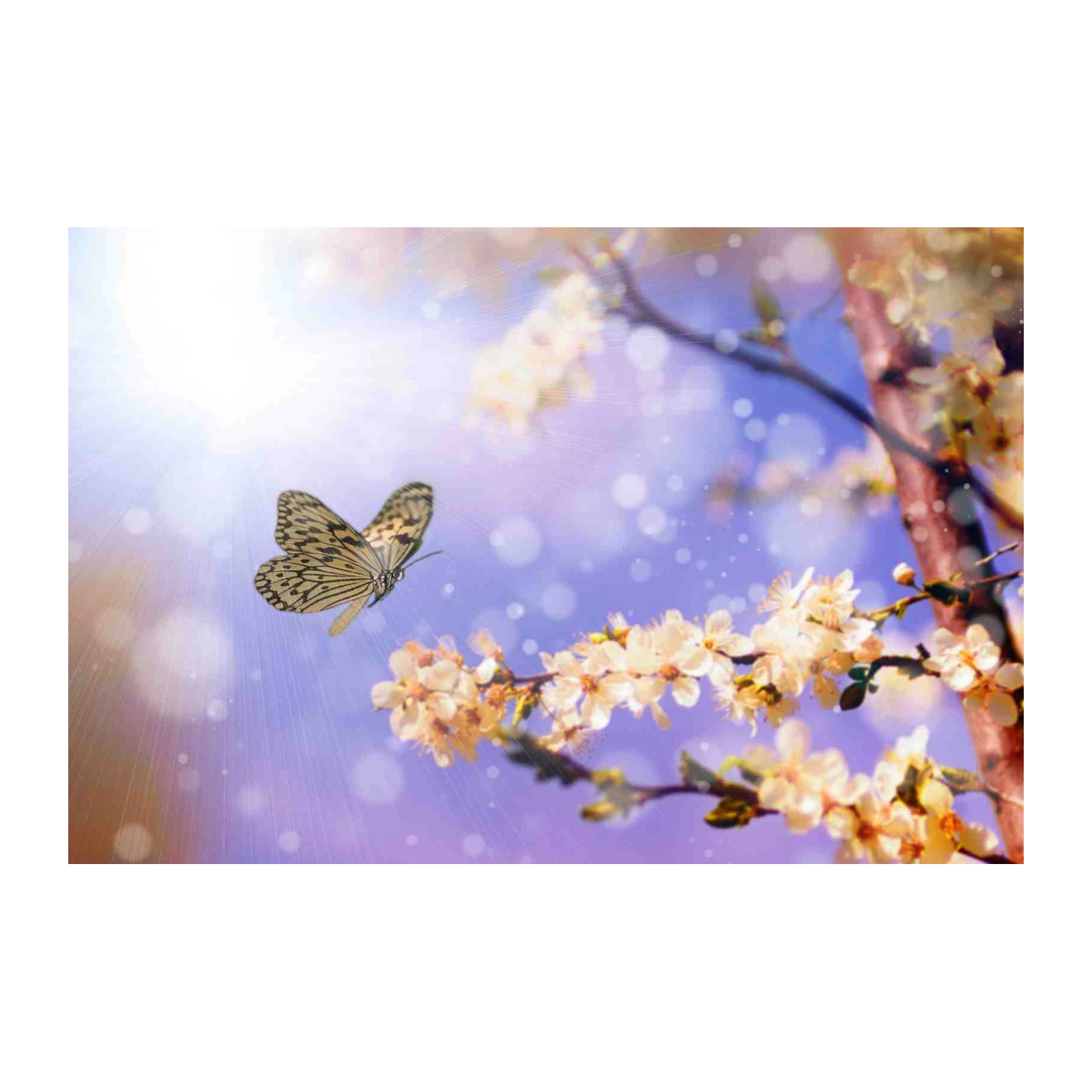 Butterfly & Blossom Dream Wall Art