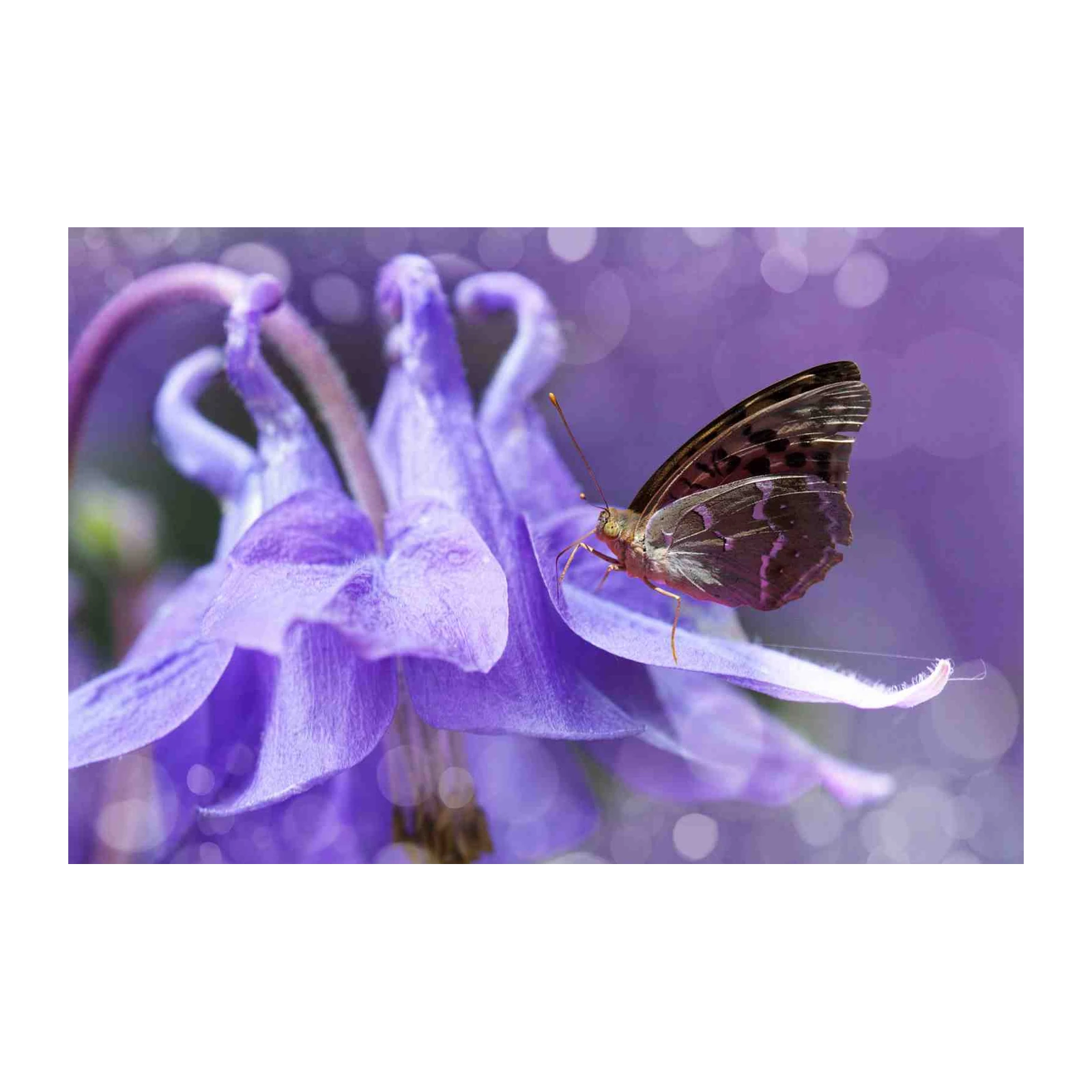 Serene Butterfly on Purple Flower Wall Art