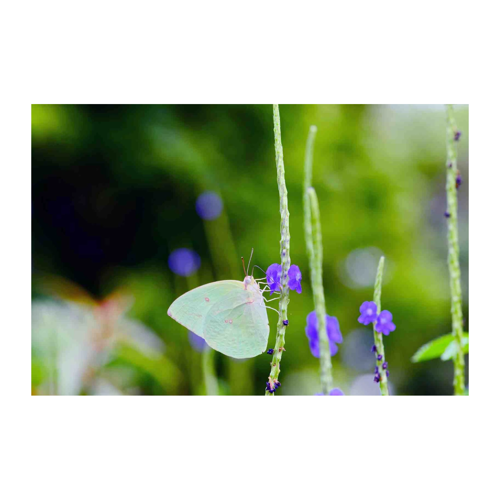 Elegant Pale Yellow Butterfly Nature Wall Art