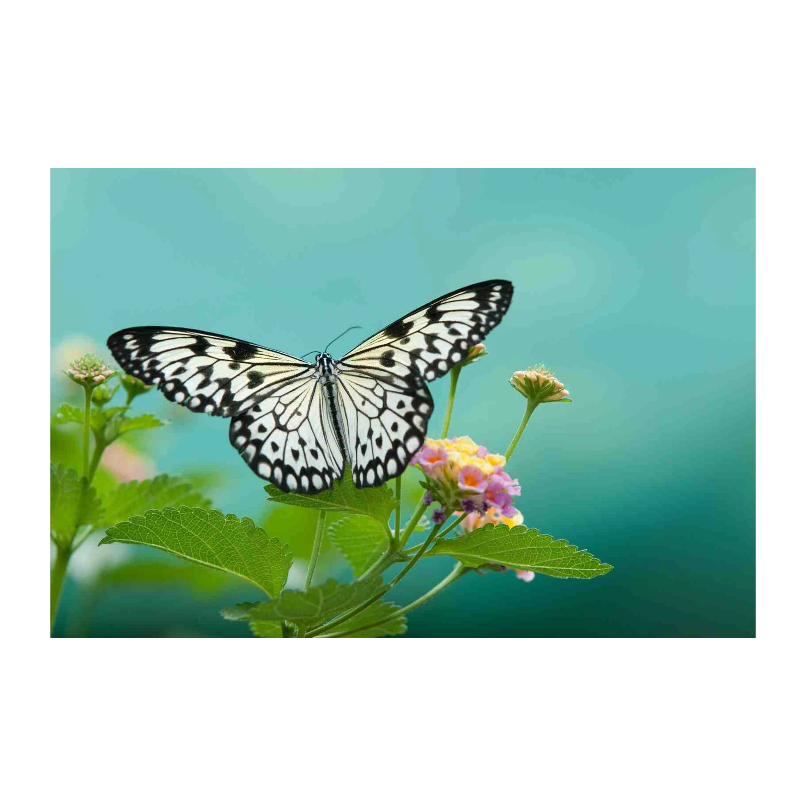 Serene Butterfly & Floral Wall Art Wall Art