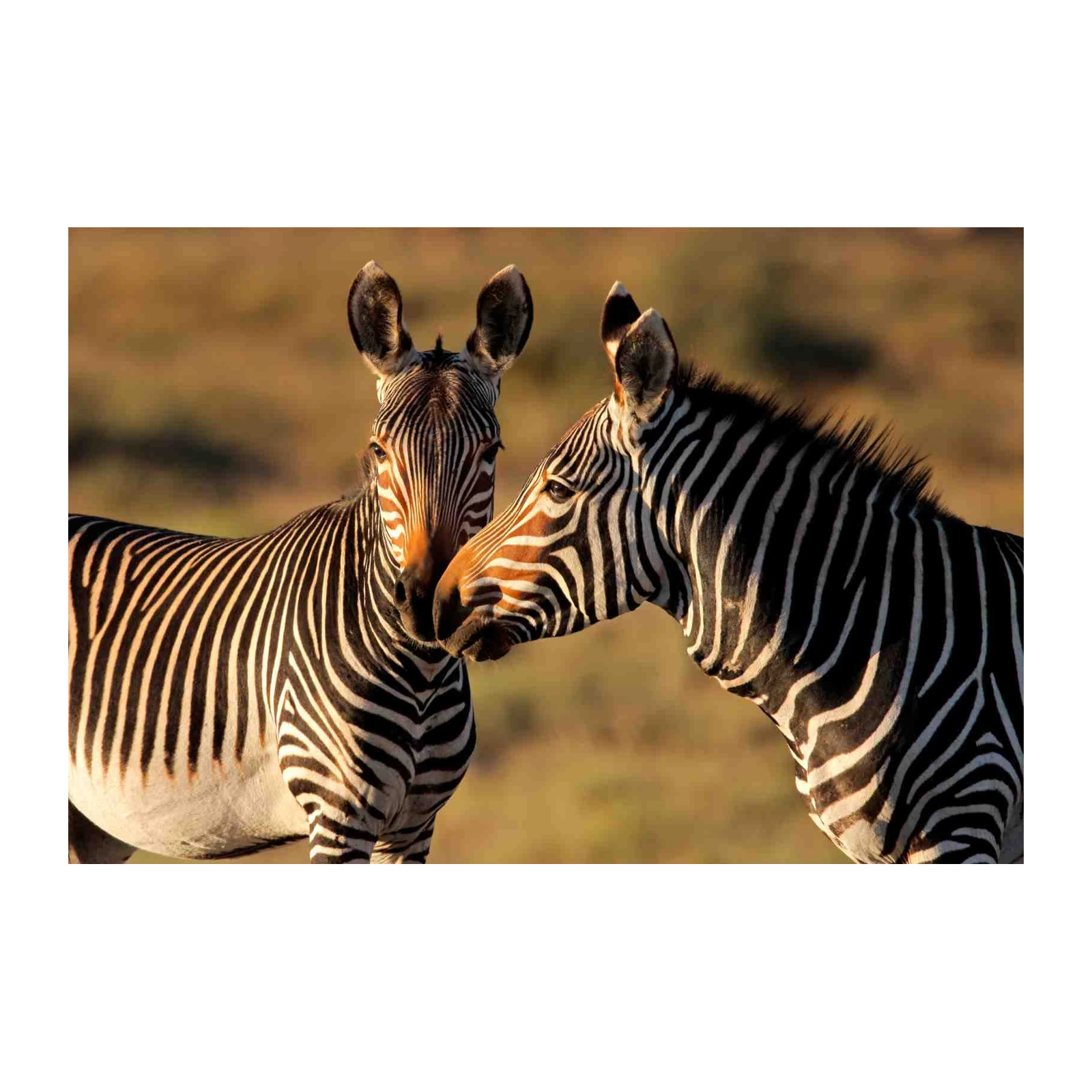 Gentle Zebras Embrace Wall Art