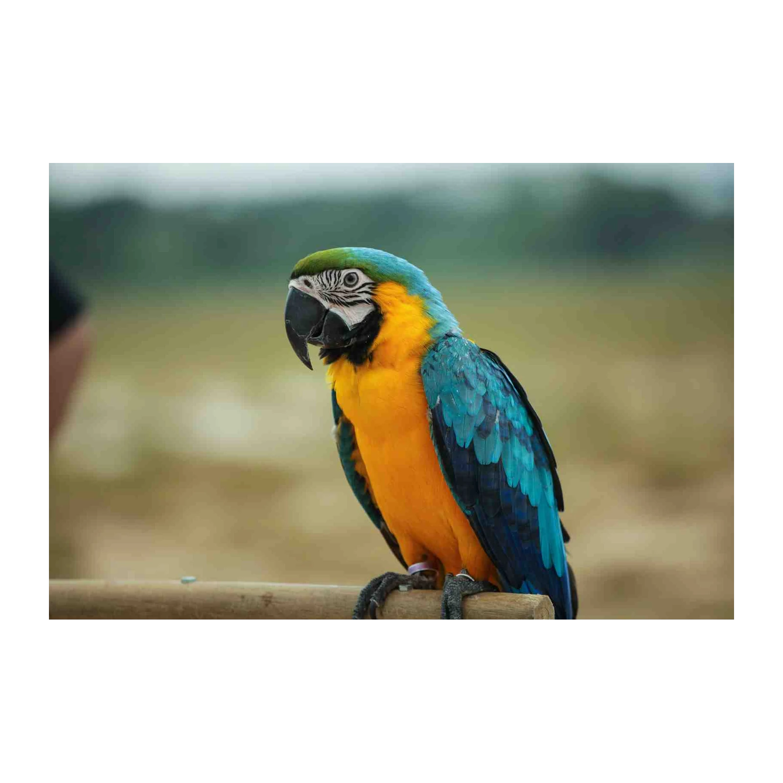 Vibrant Blue & Gold Macaw Bird Wall Art