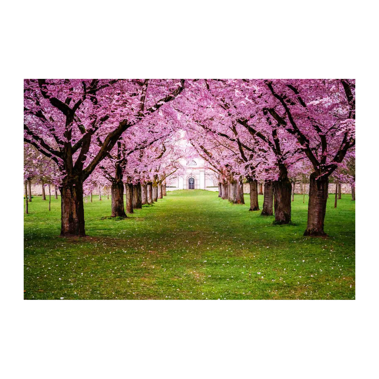 Enchanting Cherry Blossom Path Wall Art