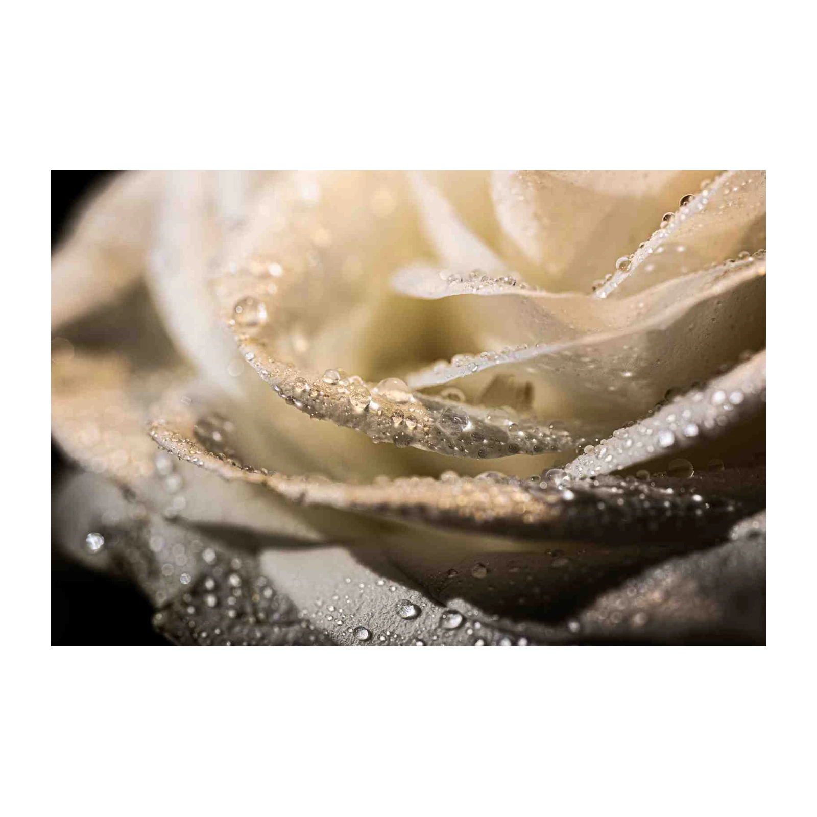 Dewy White Rose Macro Wall Art