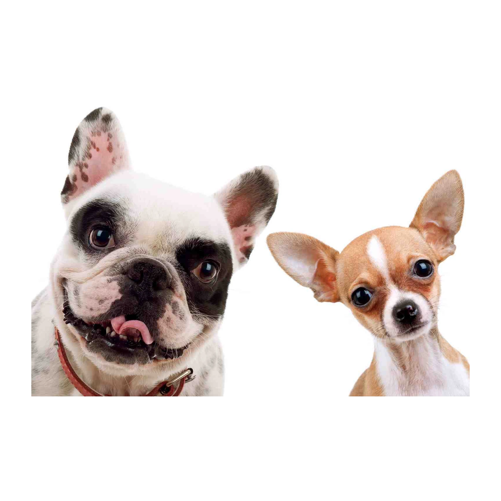 Playful Frenchie & Chihuahua Duo Wall Art