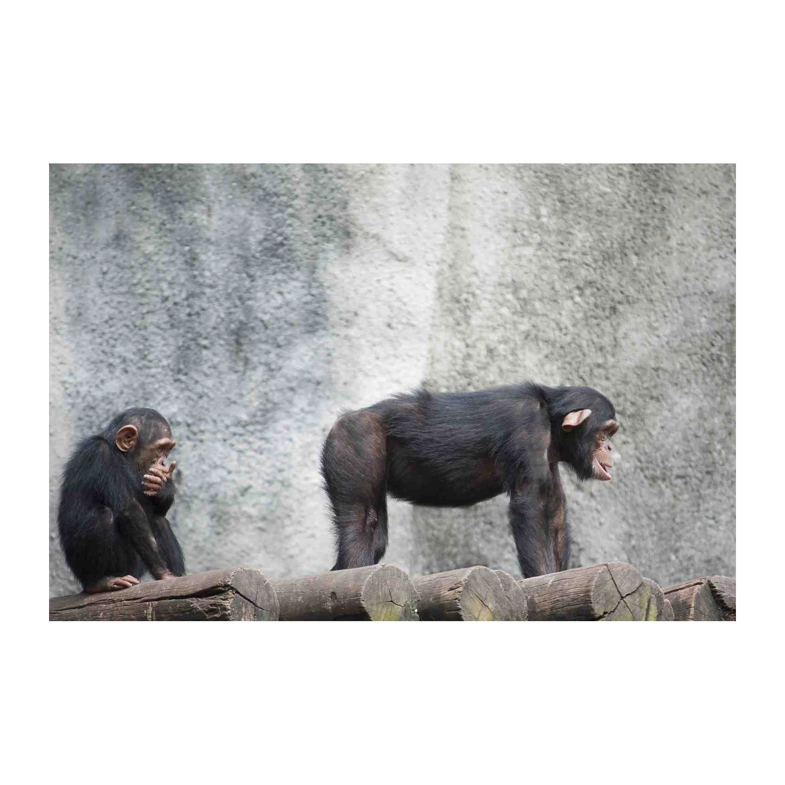 Two Chimpanzees Pondering Life Wall Art