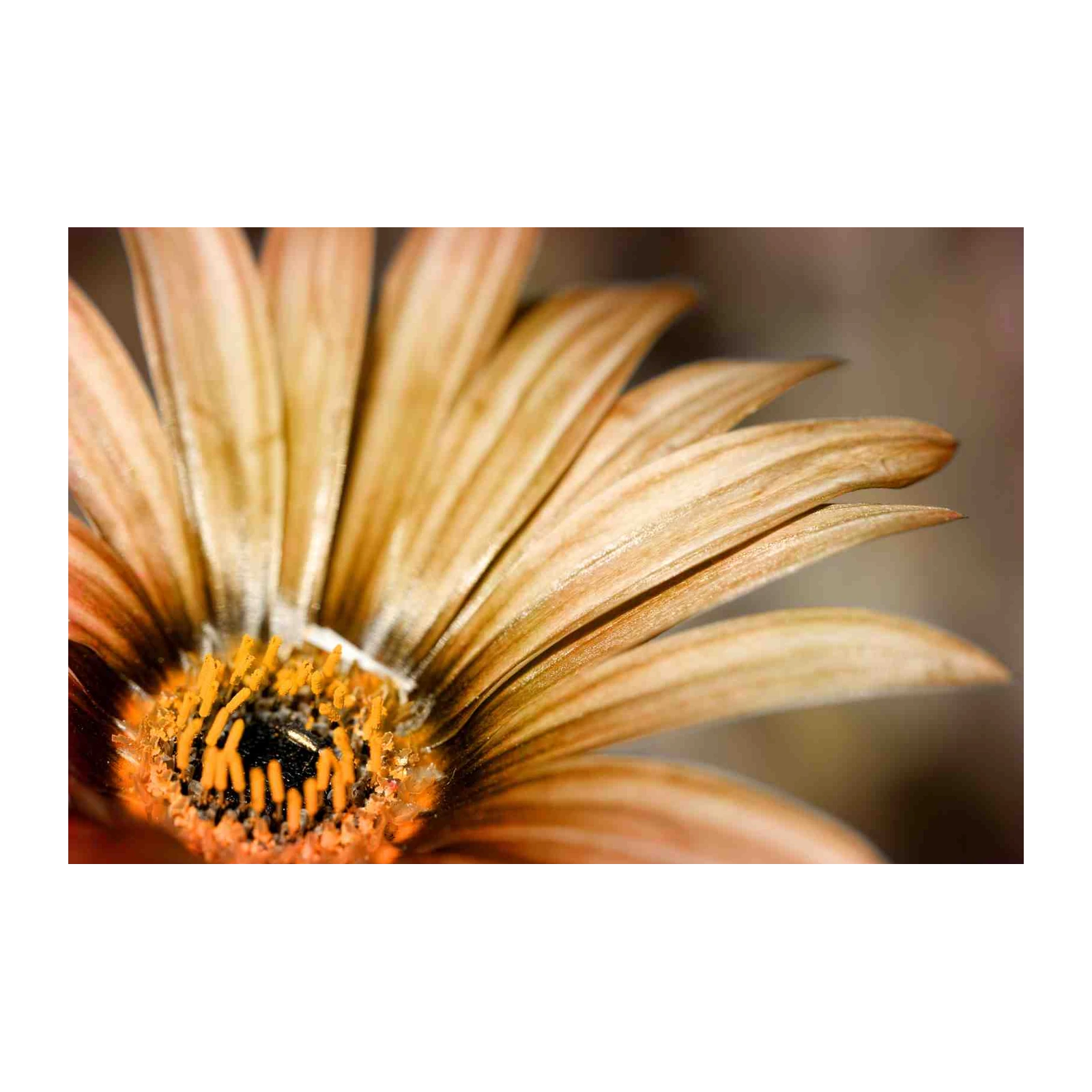 Golden Daisy Macro Art Wall Art