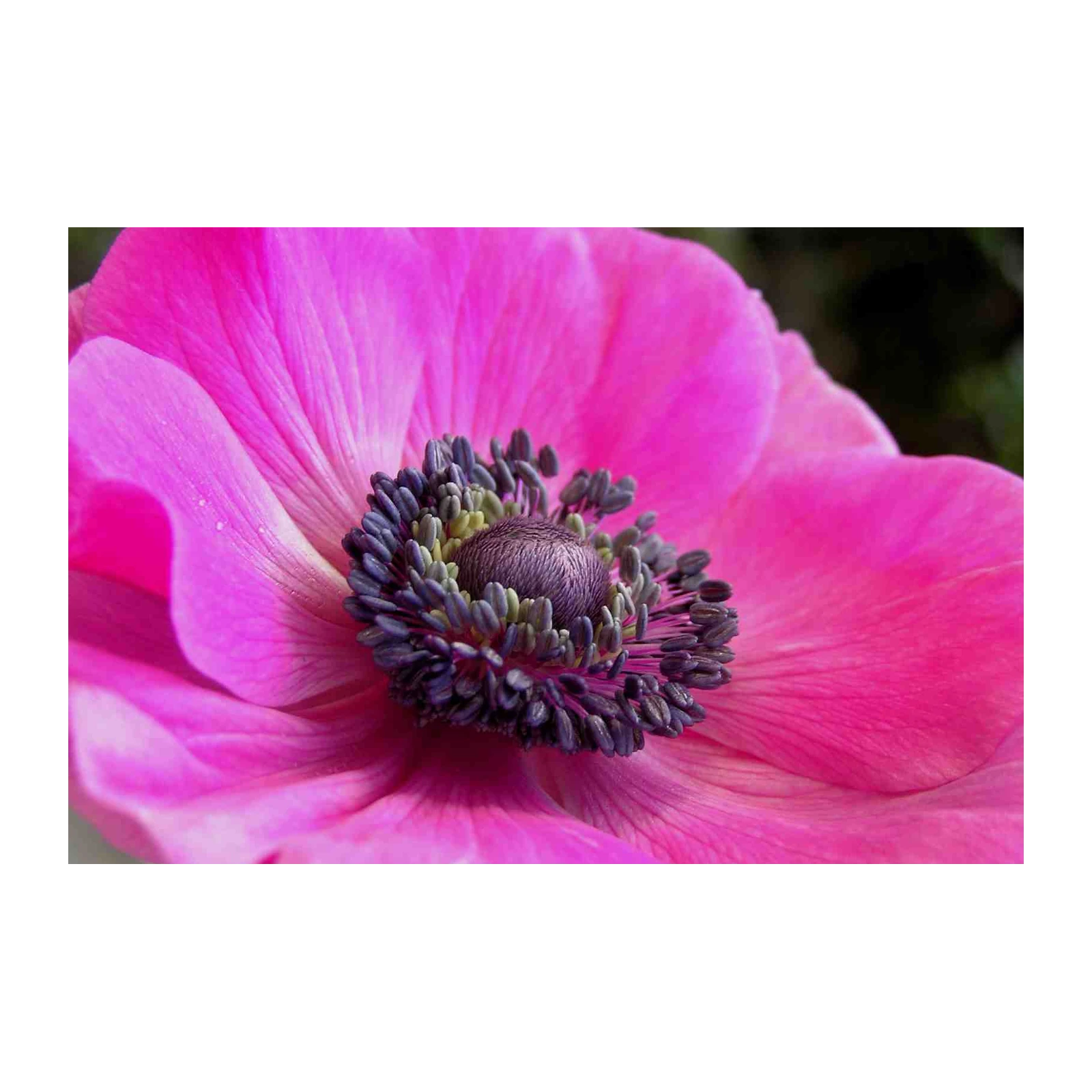 Vibrant Pink Anemone Flower Wall Art