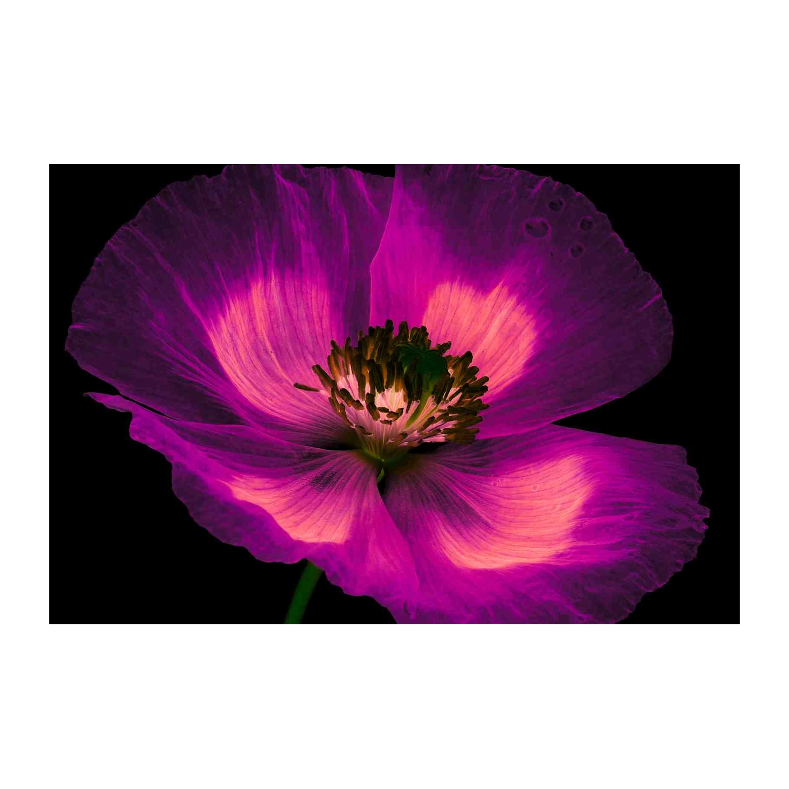 Vibrant Magenta Poppy Close-Up Wall Art