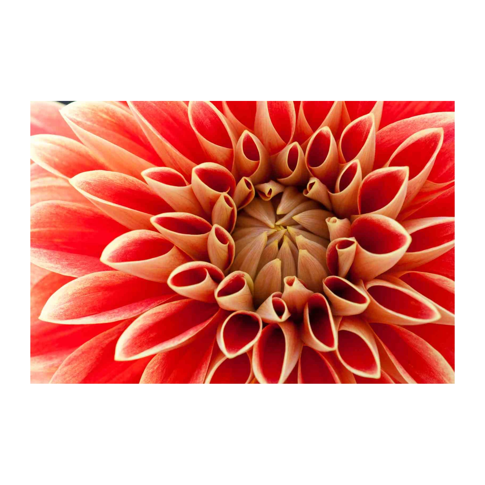 Vibrant Red Dahlia Petals Wall Art