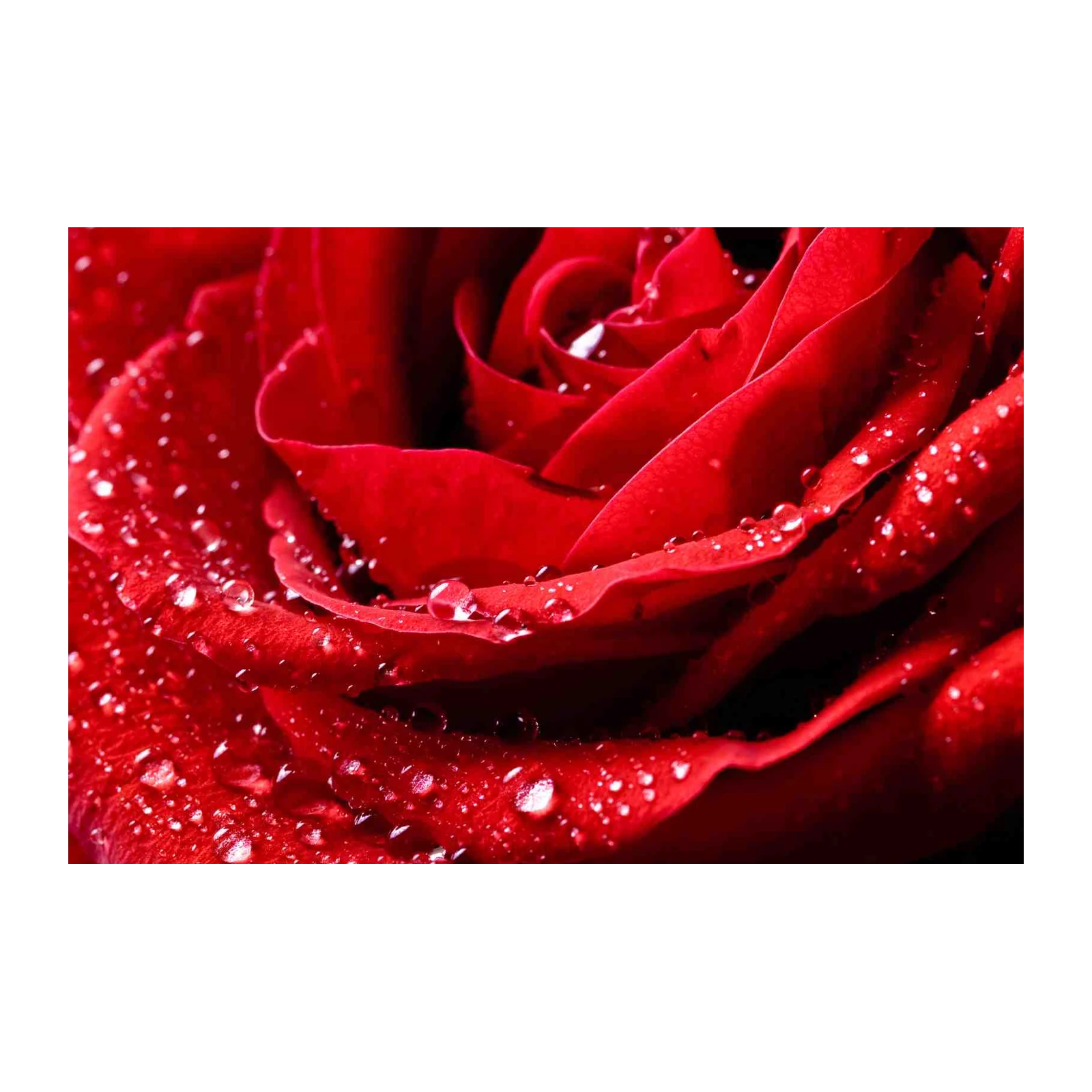 Romantic Red Rose Water Droplets Wall Art