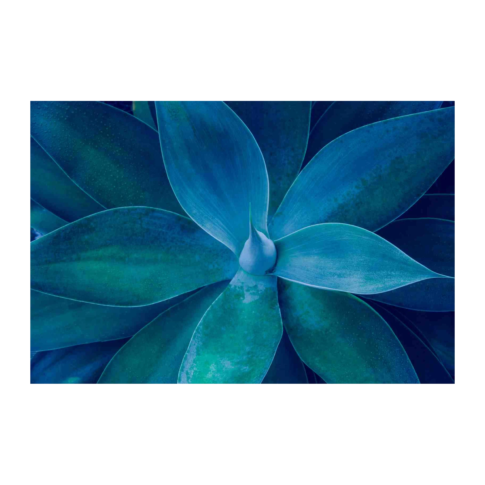 Serene Agave Blues Botanical Wall Art