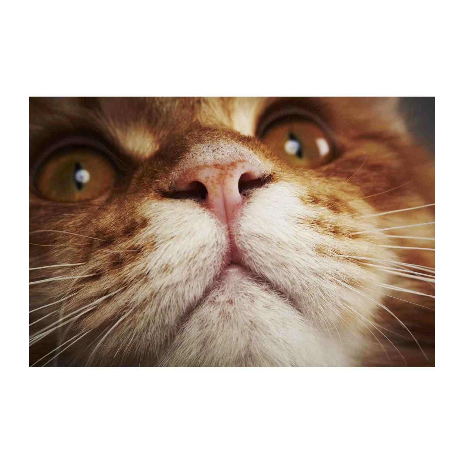 Close-Up Ginger Cat Face Wall Art