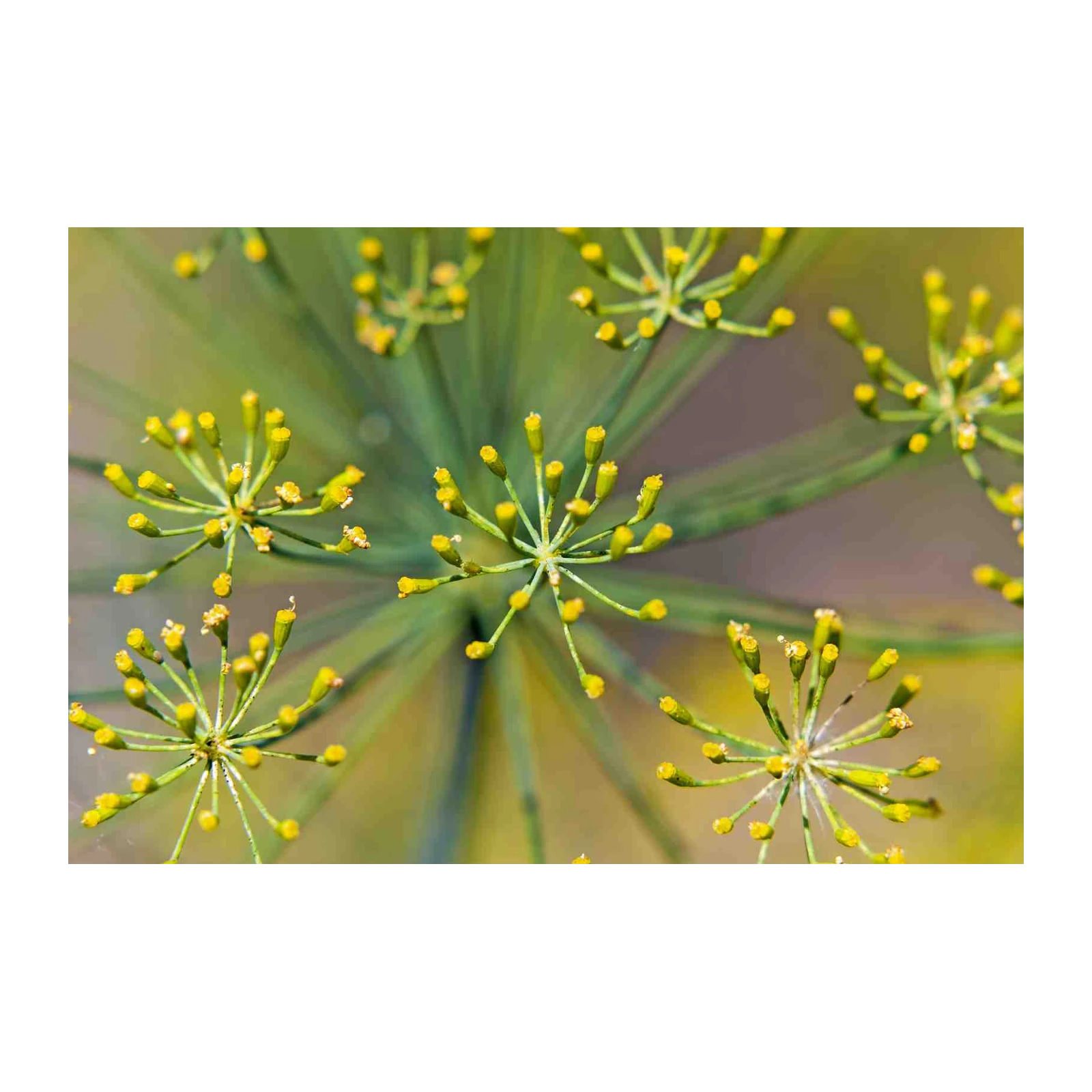 Vibrant Dill Flower Umbel Wall Art