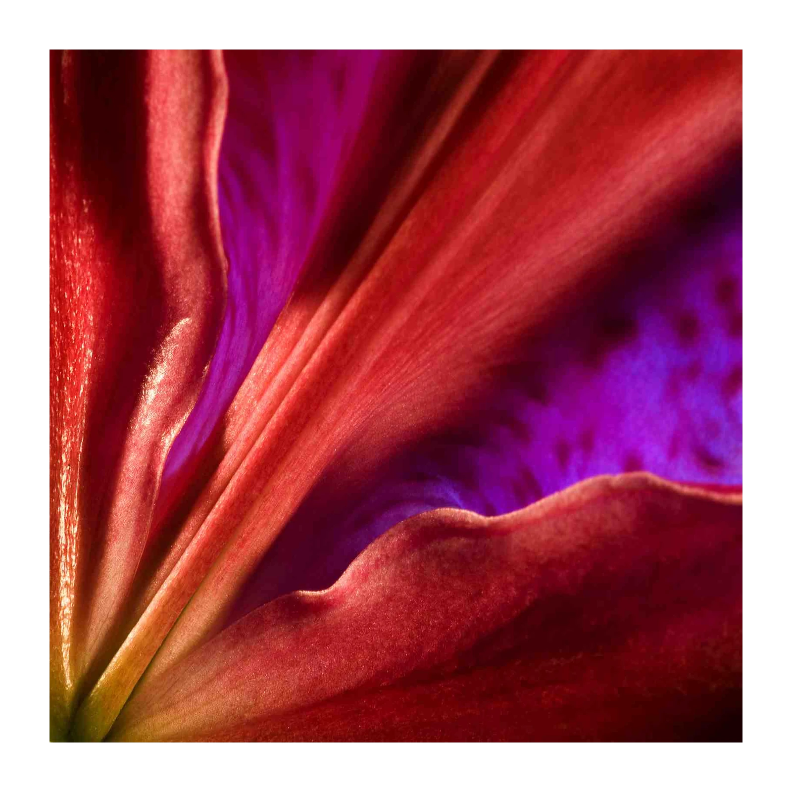 Vibrant Lily Petal Close-Up Wall Art