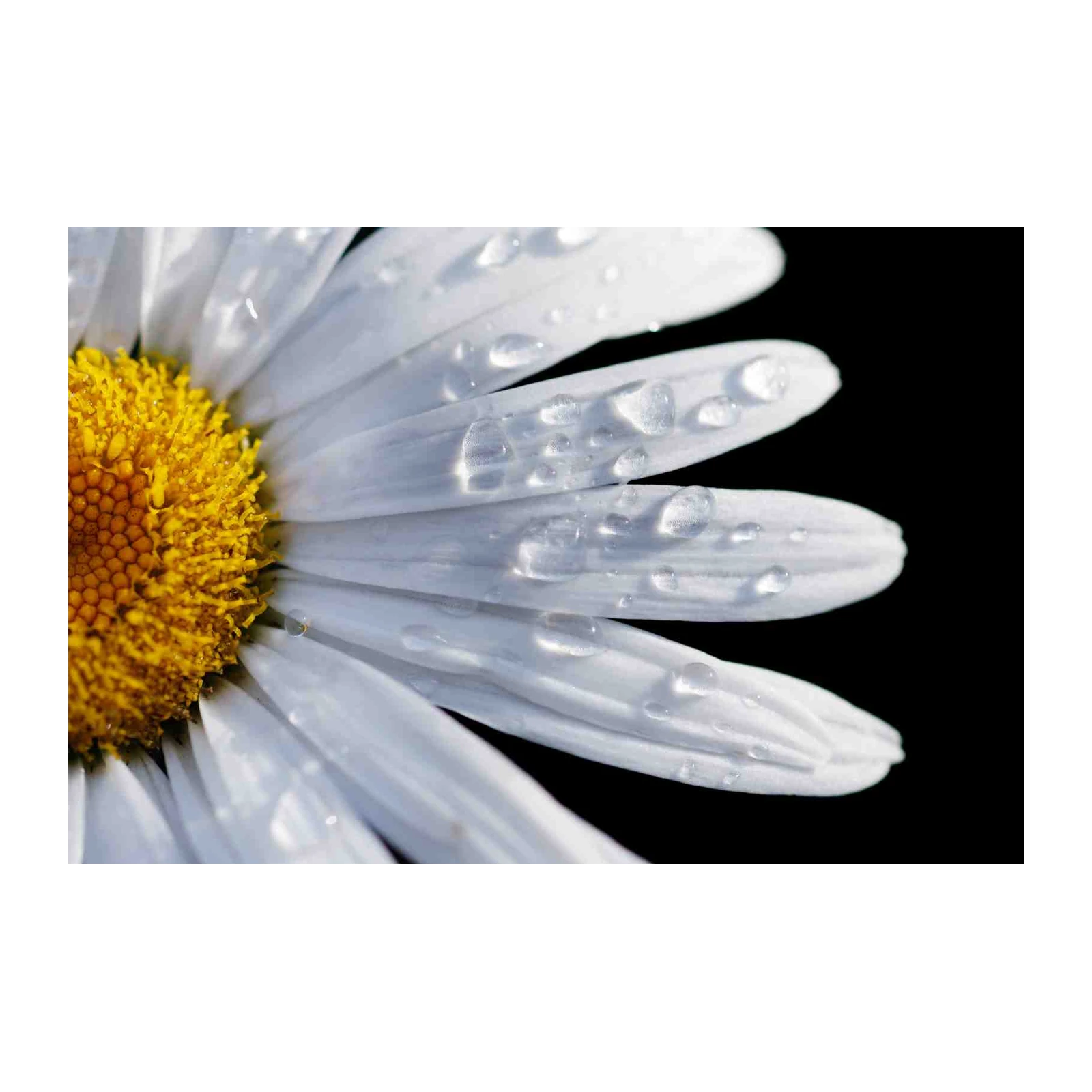 Dewy Daisy Petal Close-up Wall Art