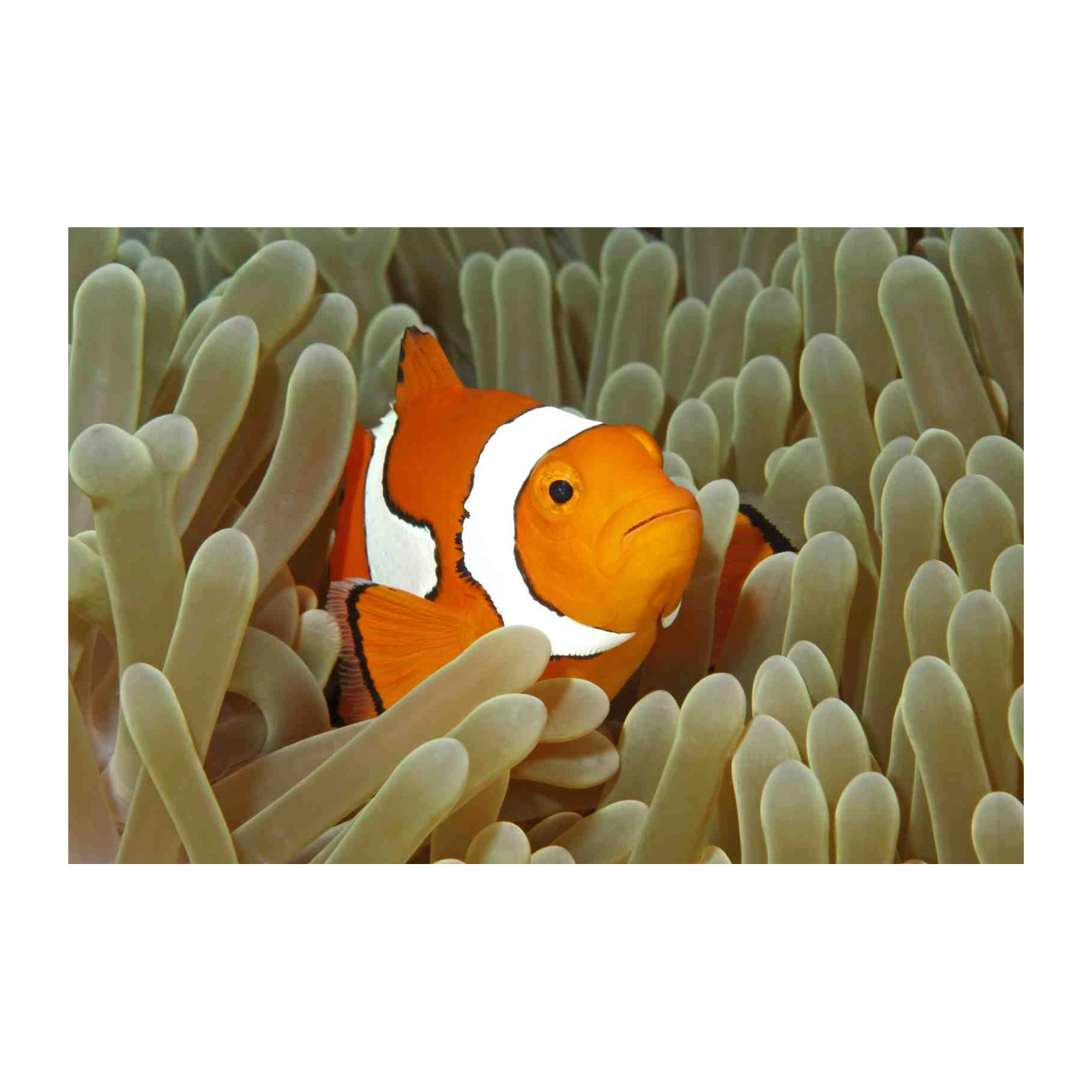 Vibrant Clownfish in Anemone Wall Art