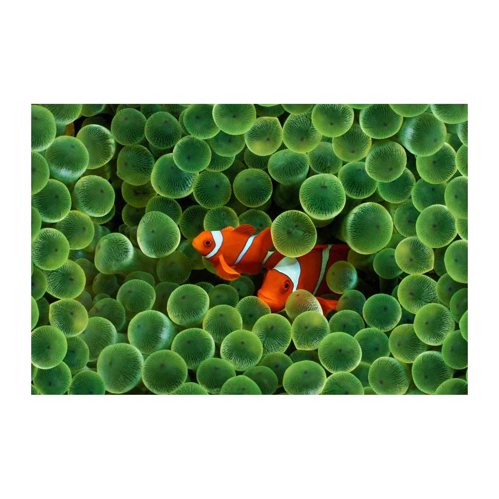 Vibrant Clownfish Anemone Garden Wall Art