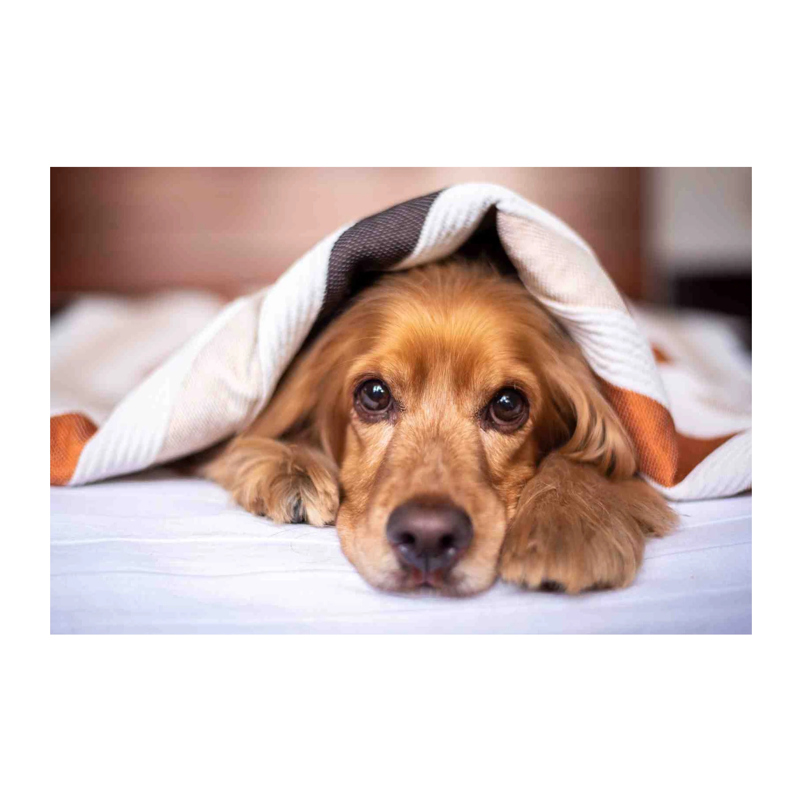 Cozy Dog Under Blanket Wall Art Art