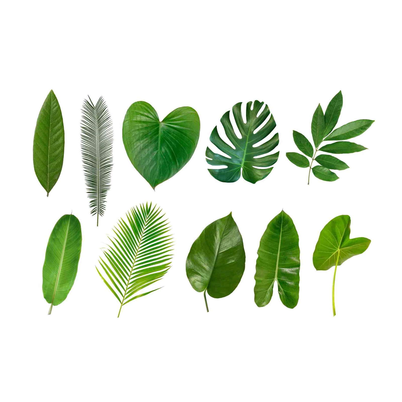 Tropical Leaf Collage Wall Art