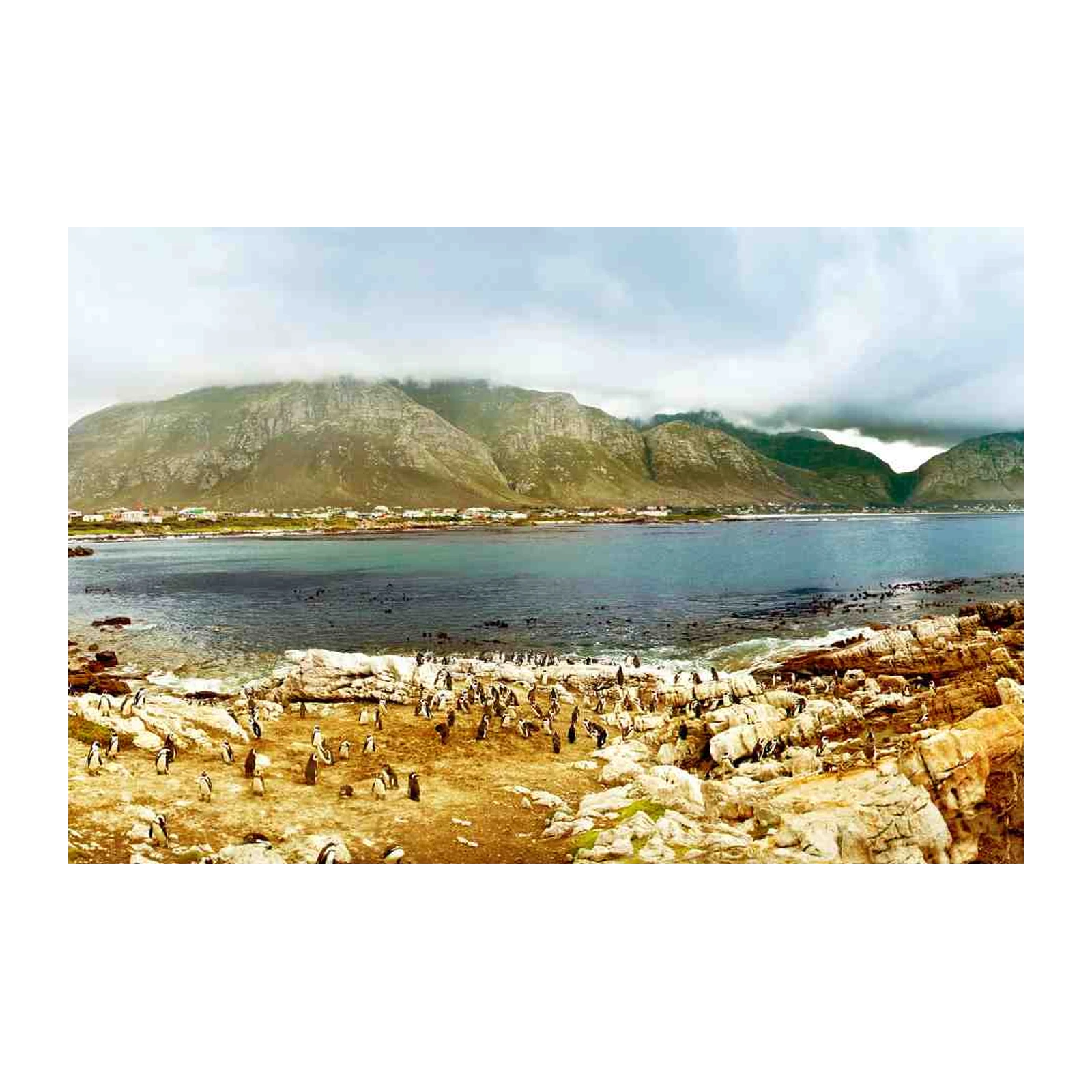 Penguin Colony Coastal Landscape Wall Art