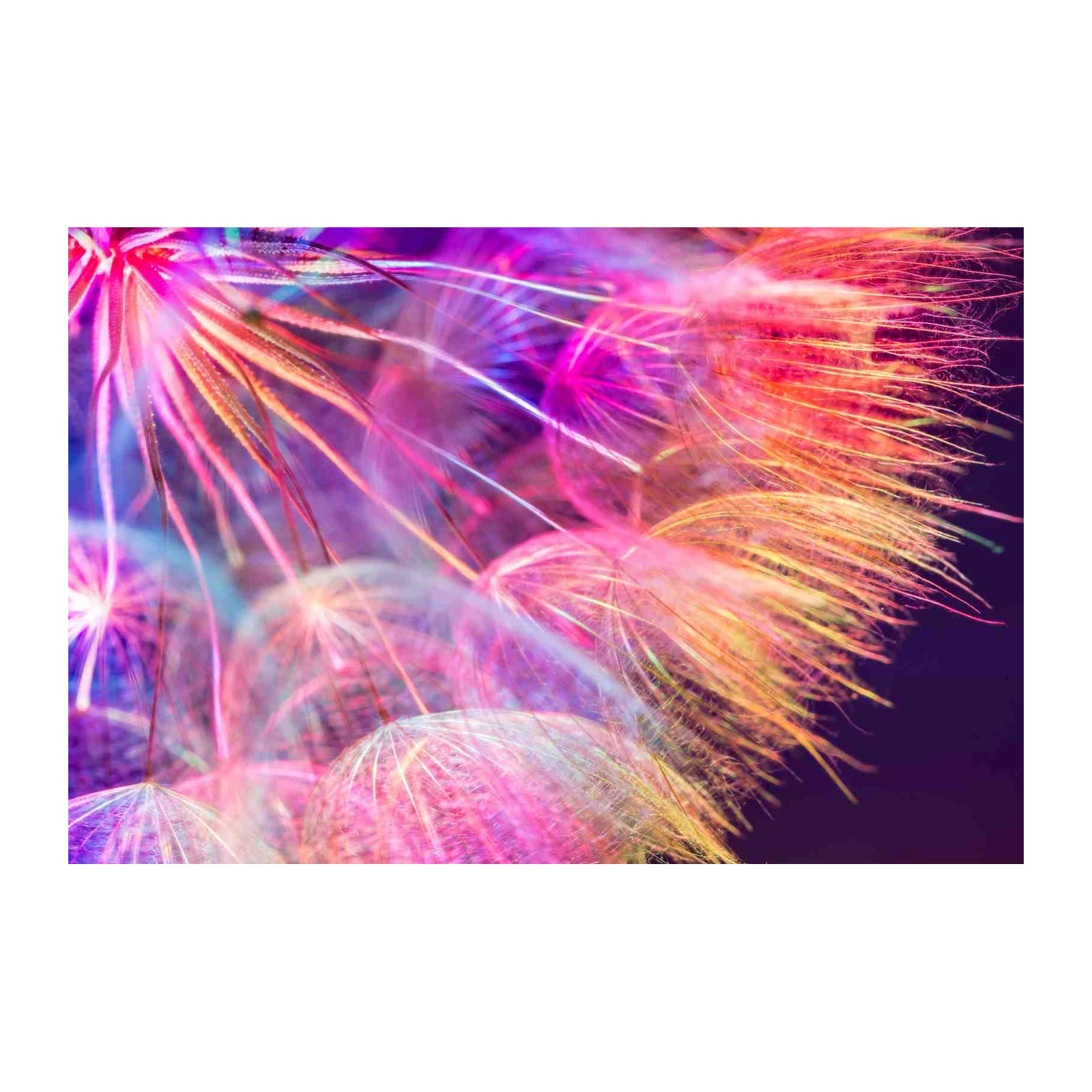 Vibrant Dandelion Wishes Wall Art