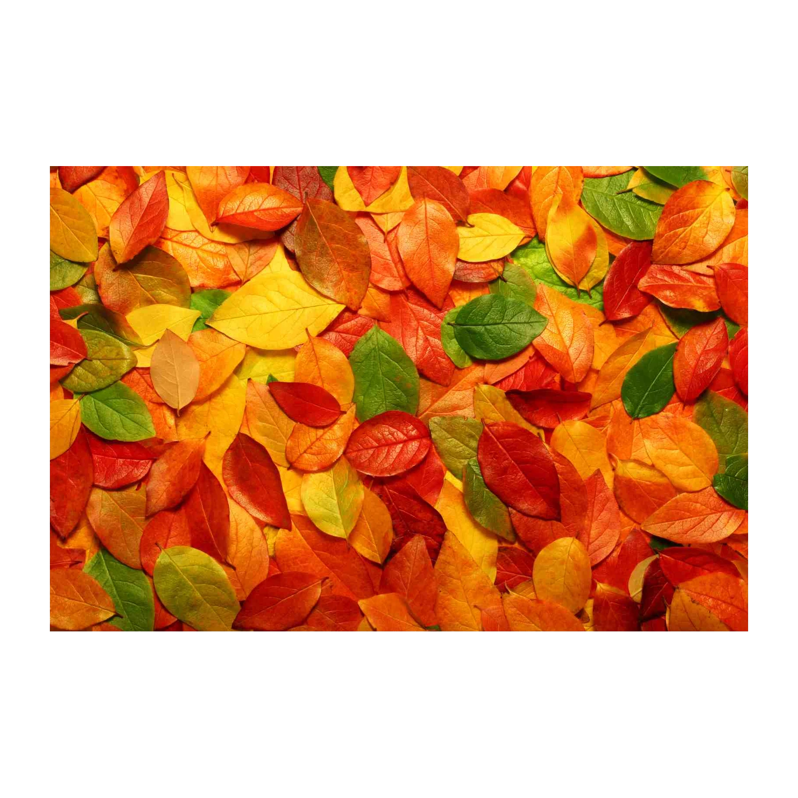 Vibrant Autumn Leaves Wall Art