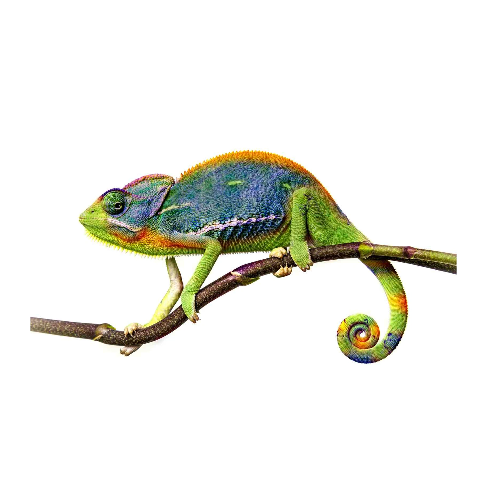 Vibrant Chameleon on Branch Wall Art