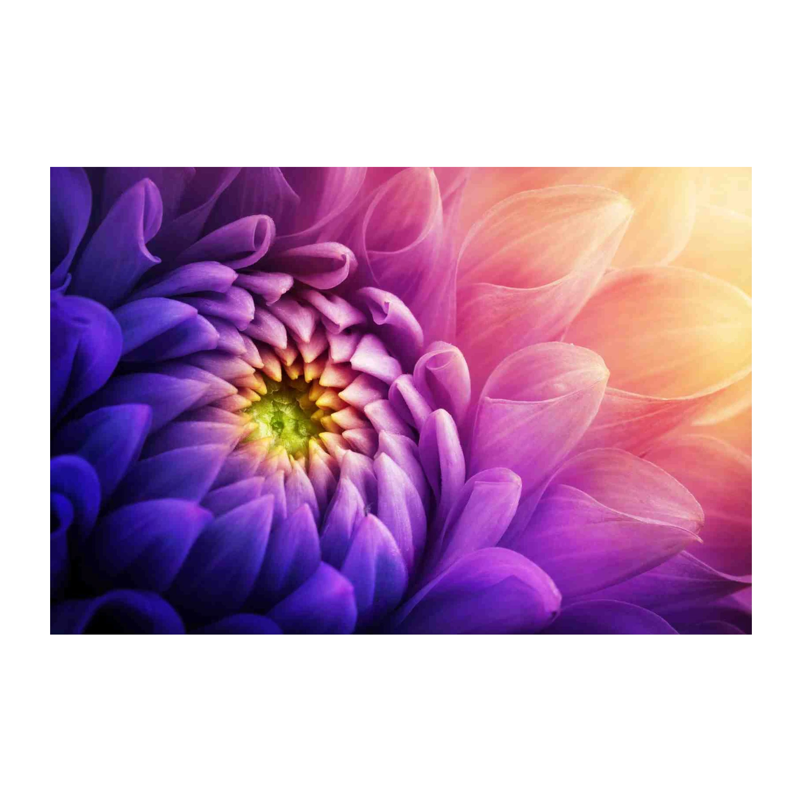 Vibrant Purple Dahlia Floral Wall Art