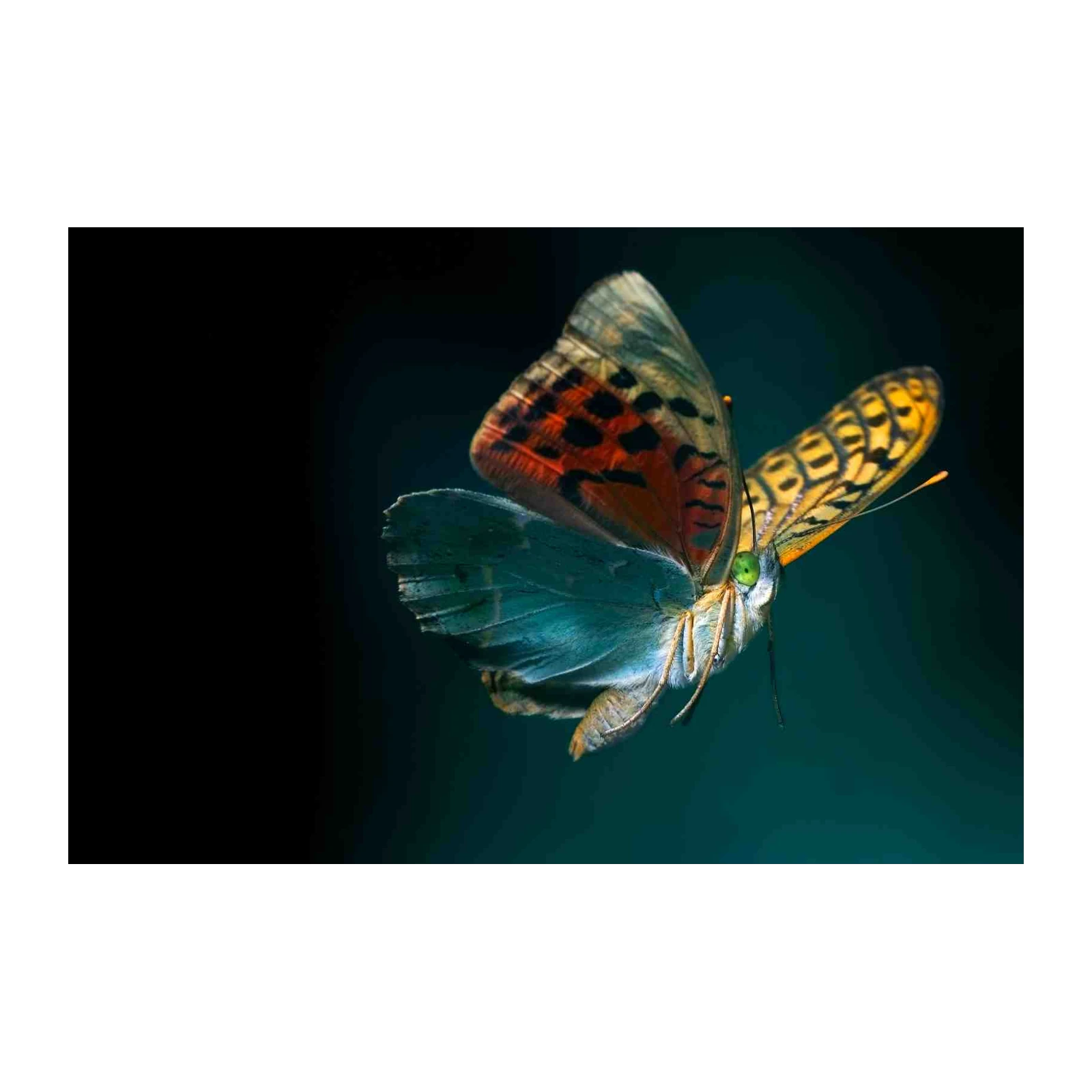 Vibrant Butterfly Flying Wall Art