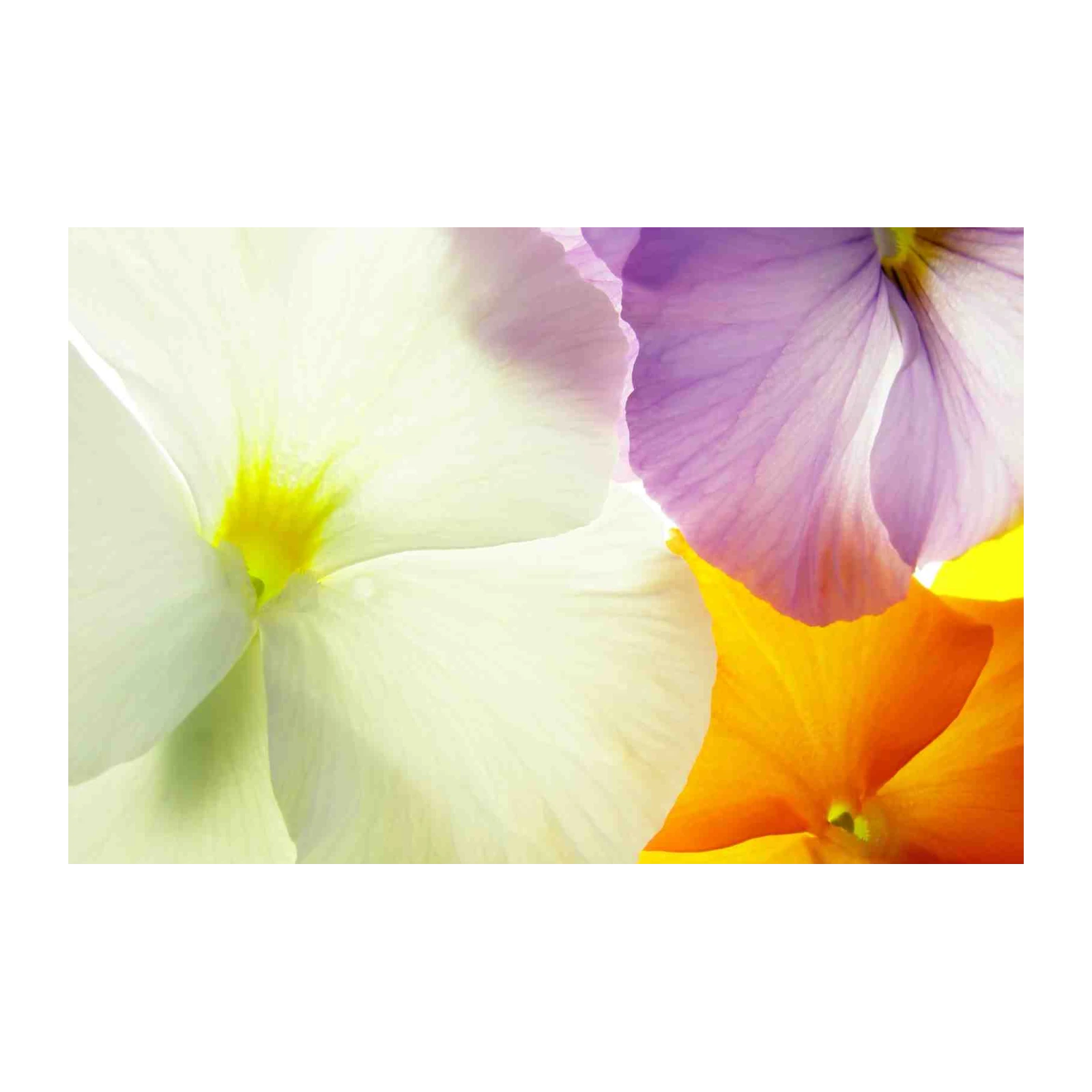 Vibrant Pansy Close-Up Floral Wall Art