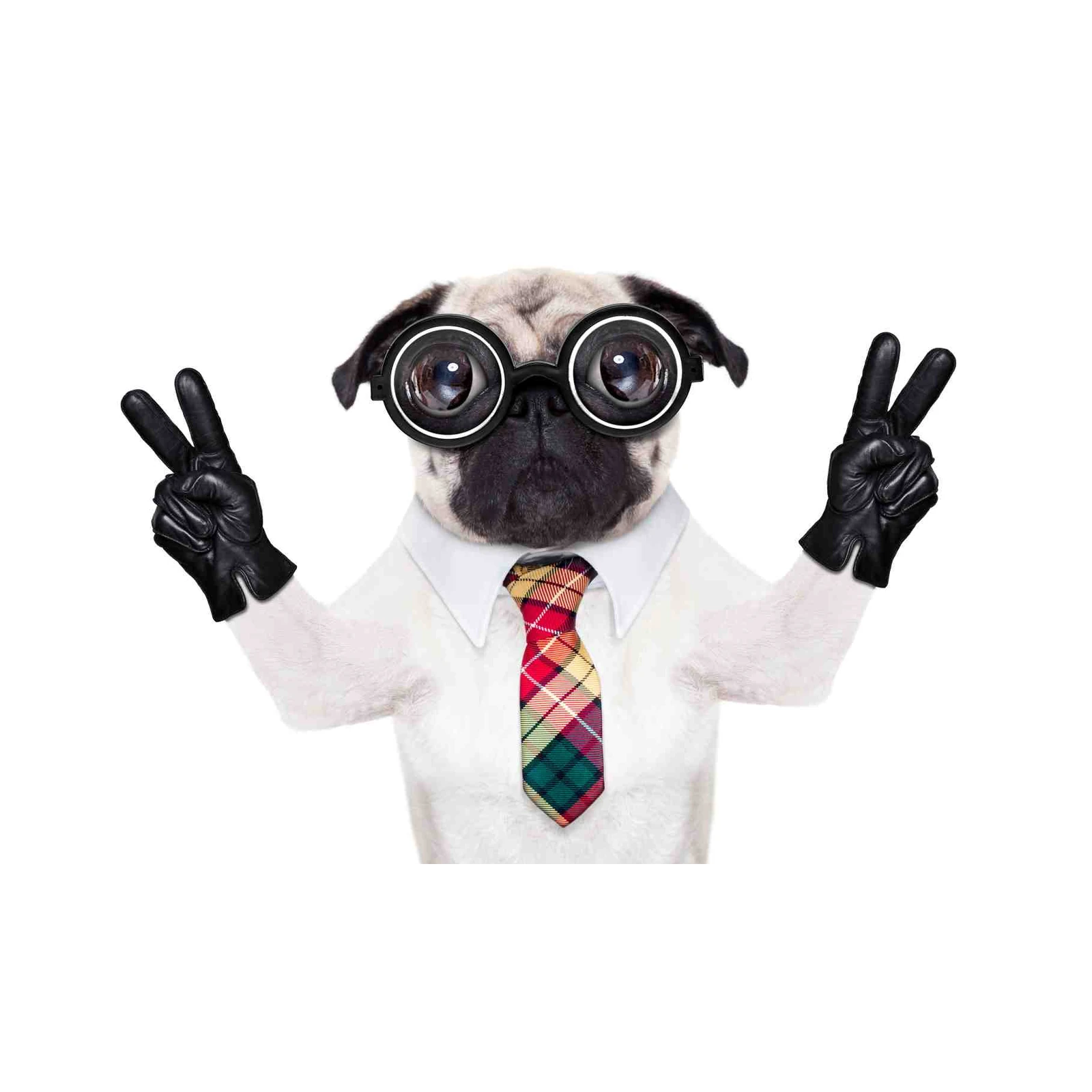 Quirky Pug Peace Sign Wall Art