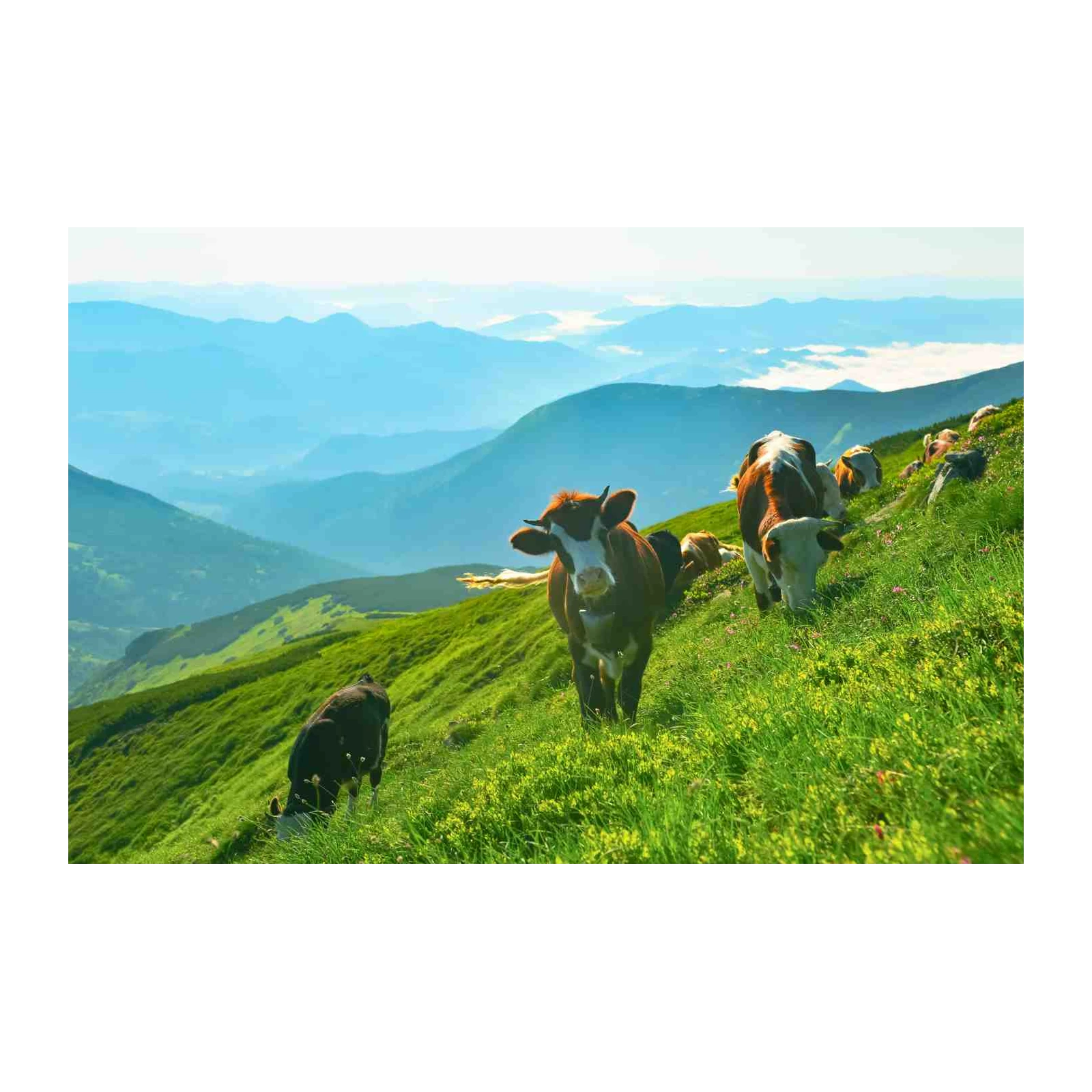 Serene Mountain Cows Alpine Meadow Wall Art