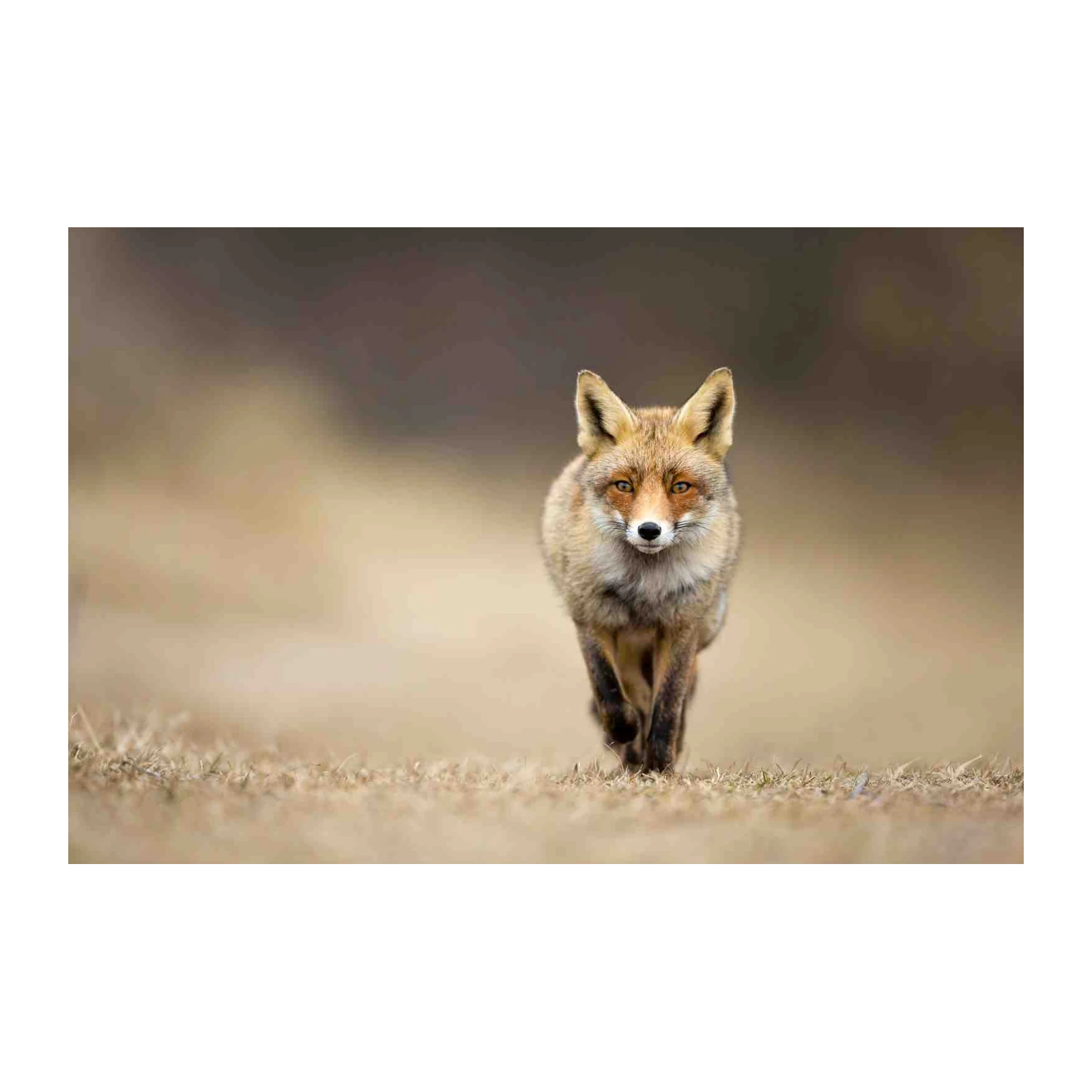 Red Fox Wildlife Portrait Wall Art