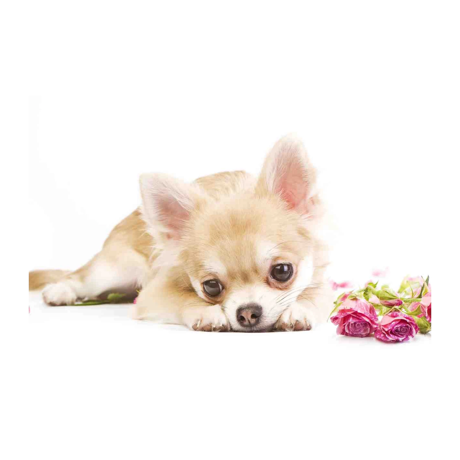 Cute Chihuahua with Roses Wall Art